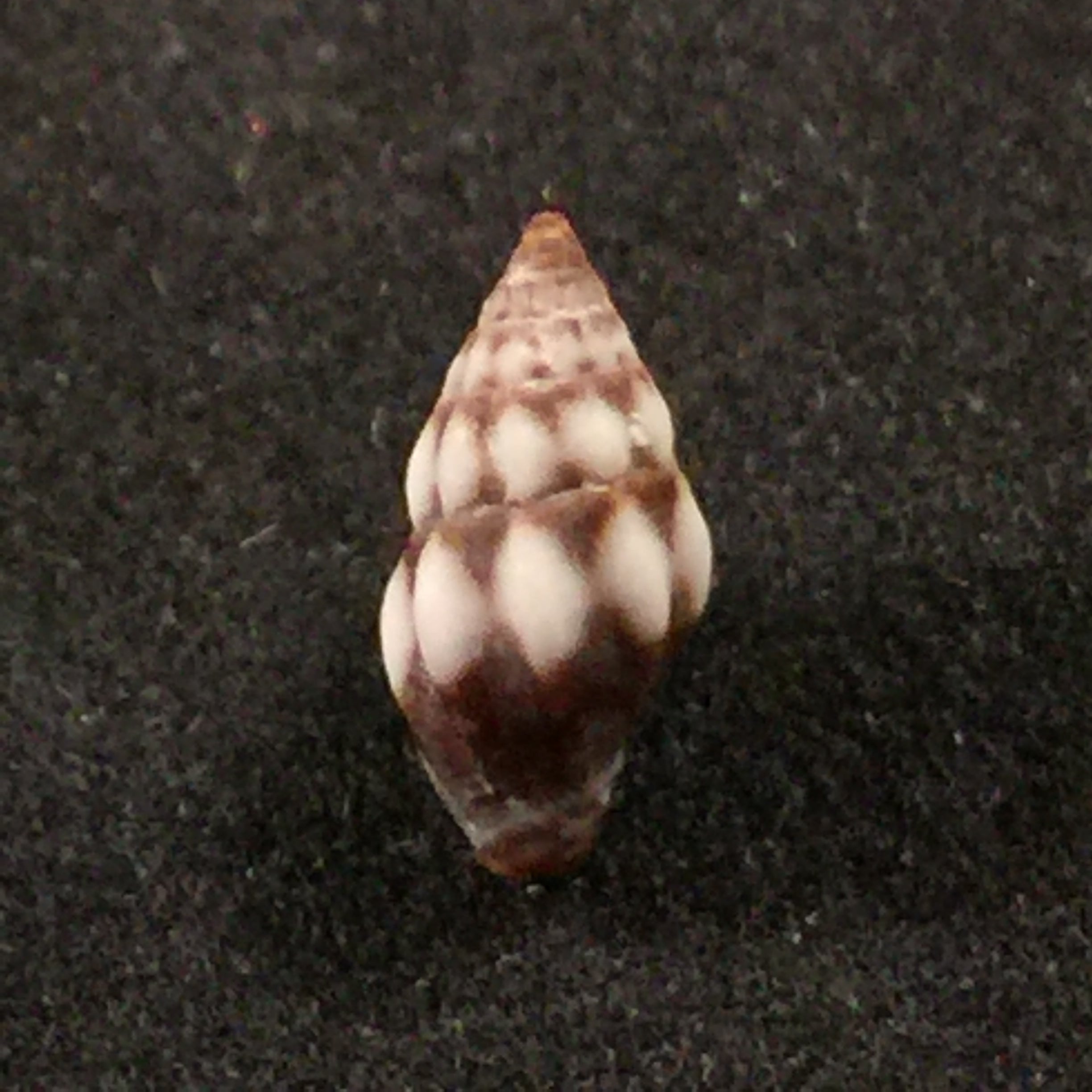 Vexillum epiphaneum (Rehder, 1943) - 8,5mm