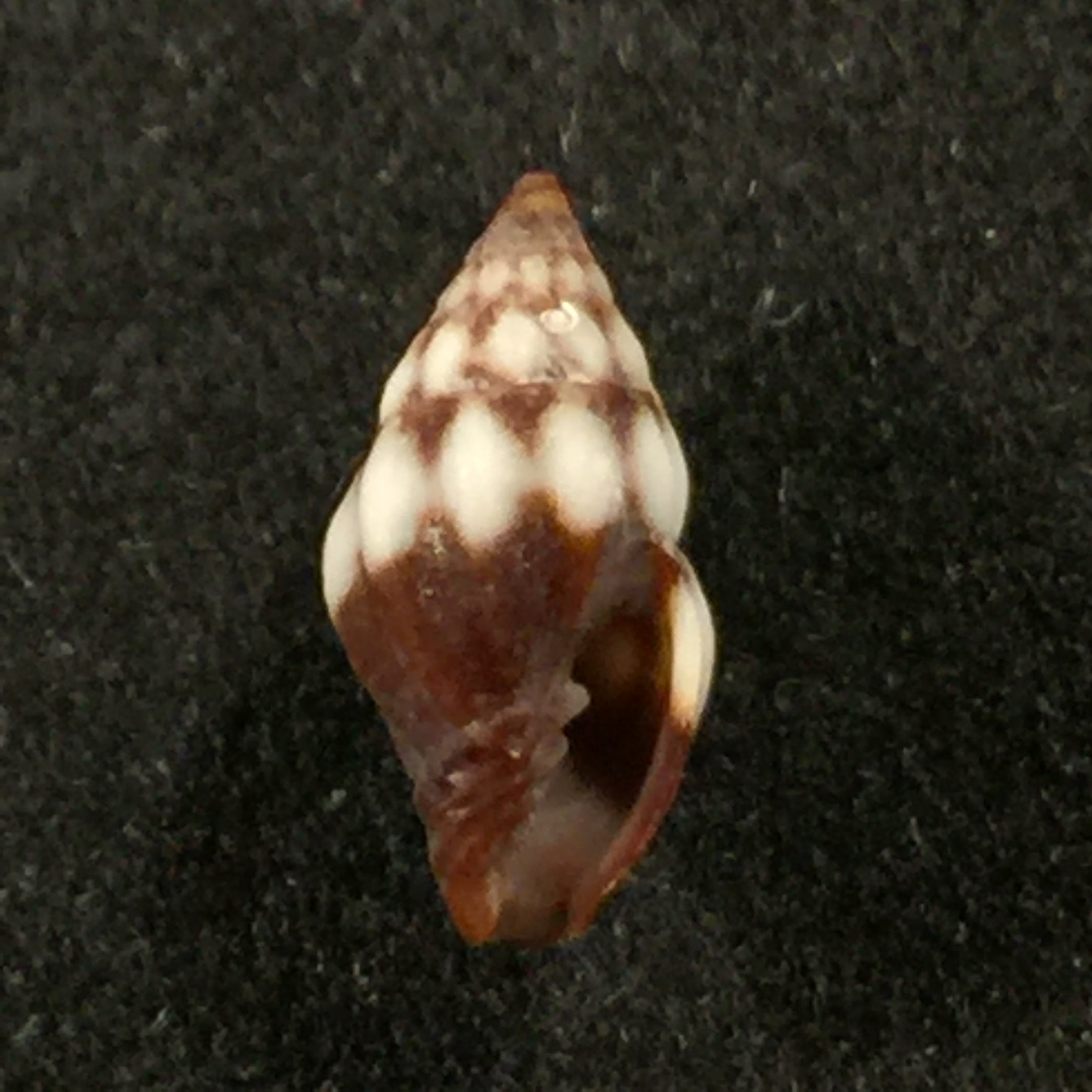 Vexillum epiphaneum (Rehder, 1943) - 8,5mm
