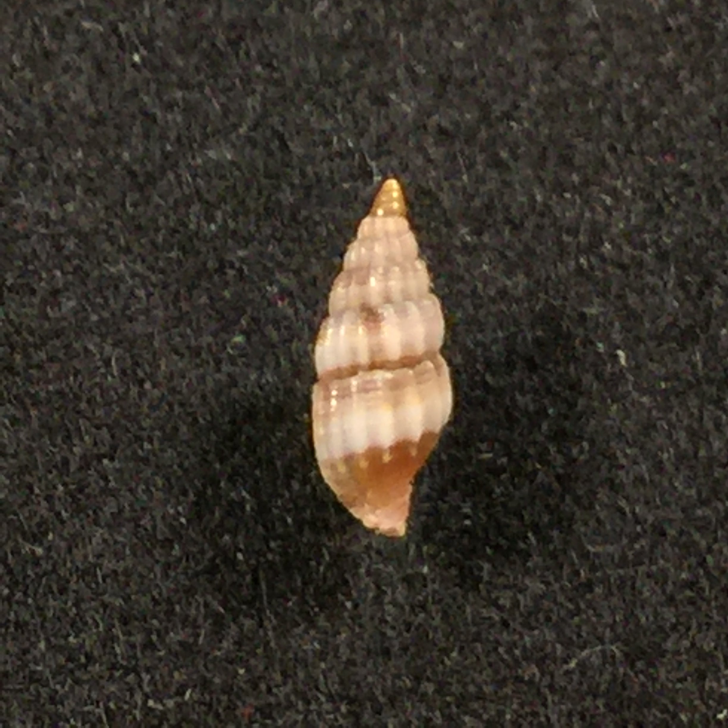 Vexillum diutenerum (Hervier, 1897) - 6mm