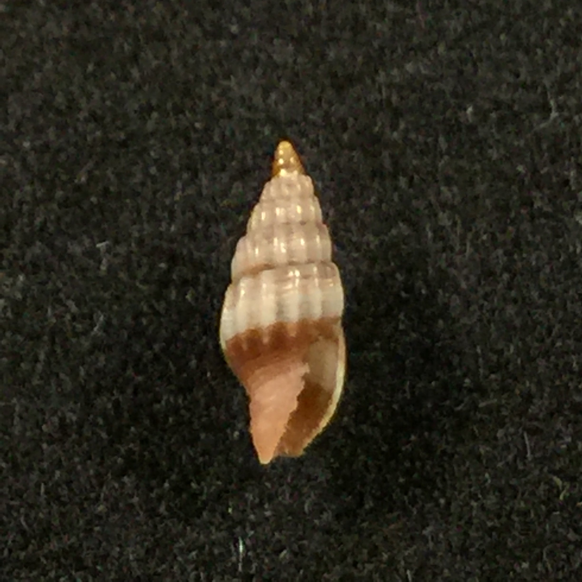 Vexillum diutenerum (Hervier, 1897) - 6mm