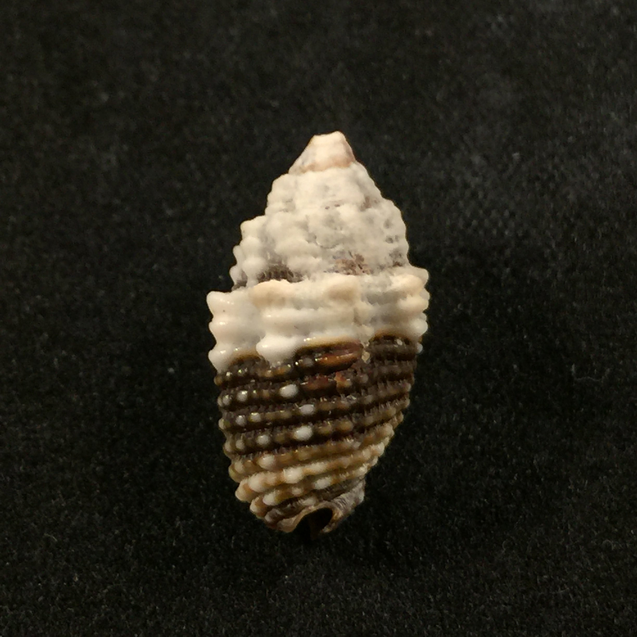 Condylomitra tuberosa (Reeve, 1845) - 16,2mm