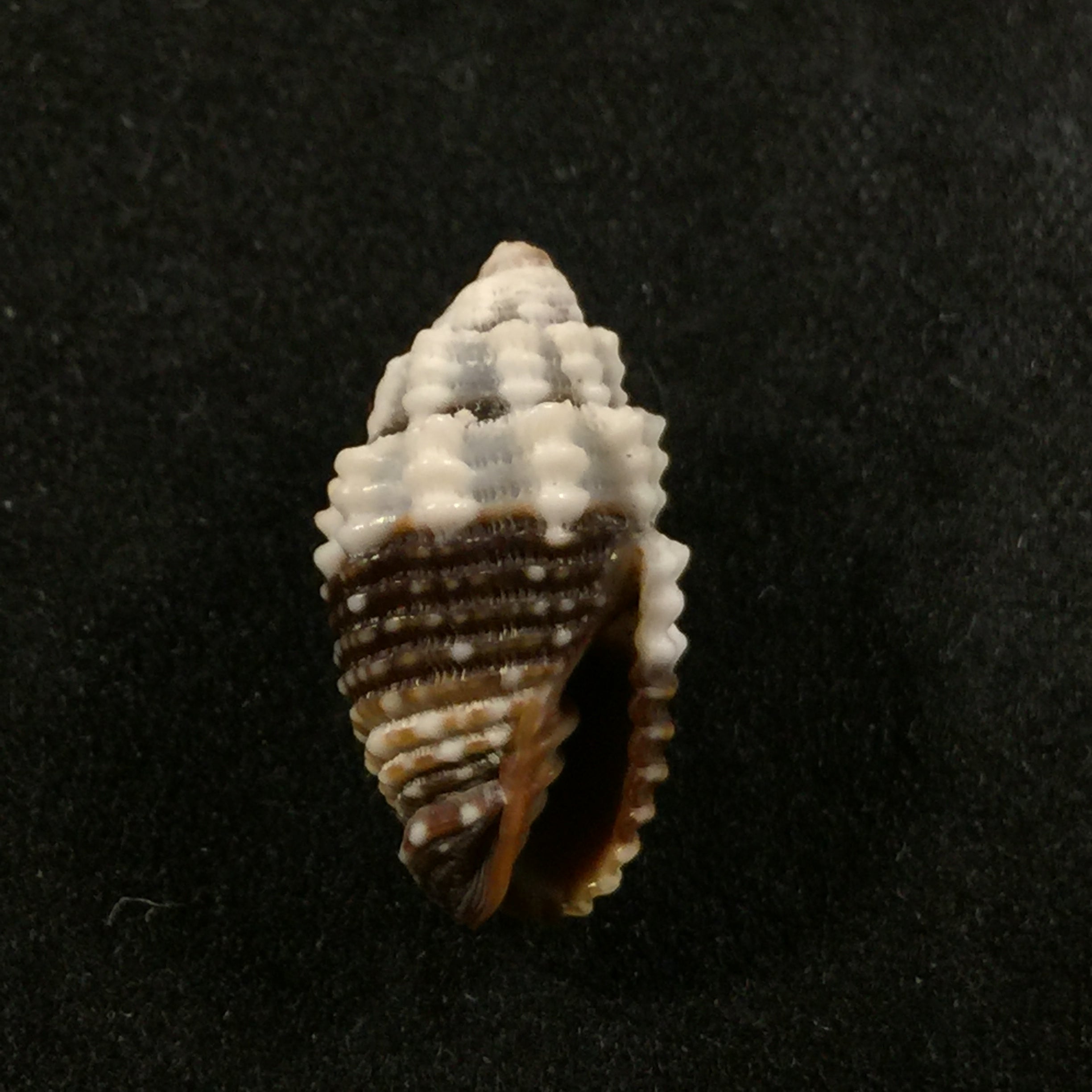 Condylomitra tuberosa (Reeve, 1845) - 16,2mm