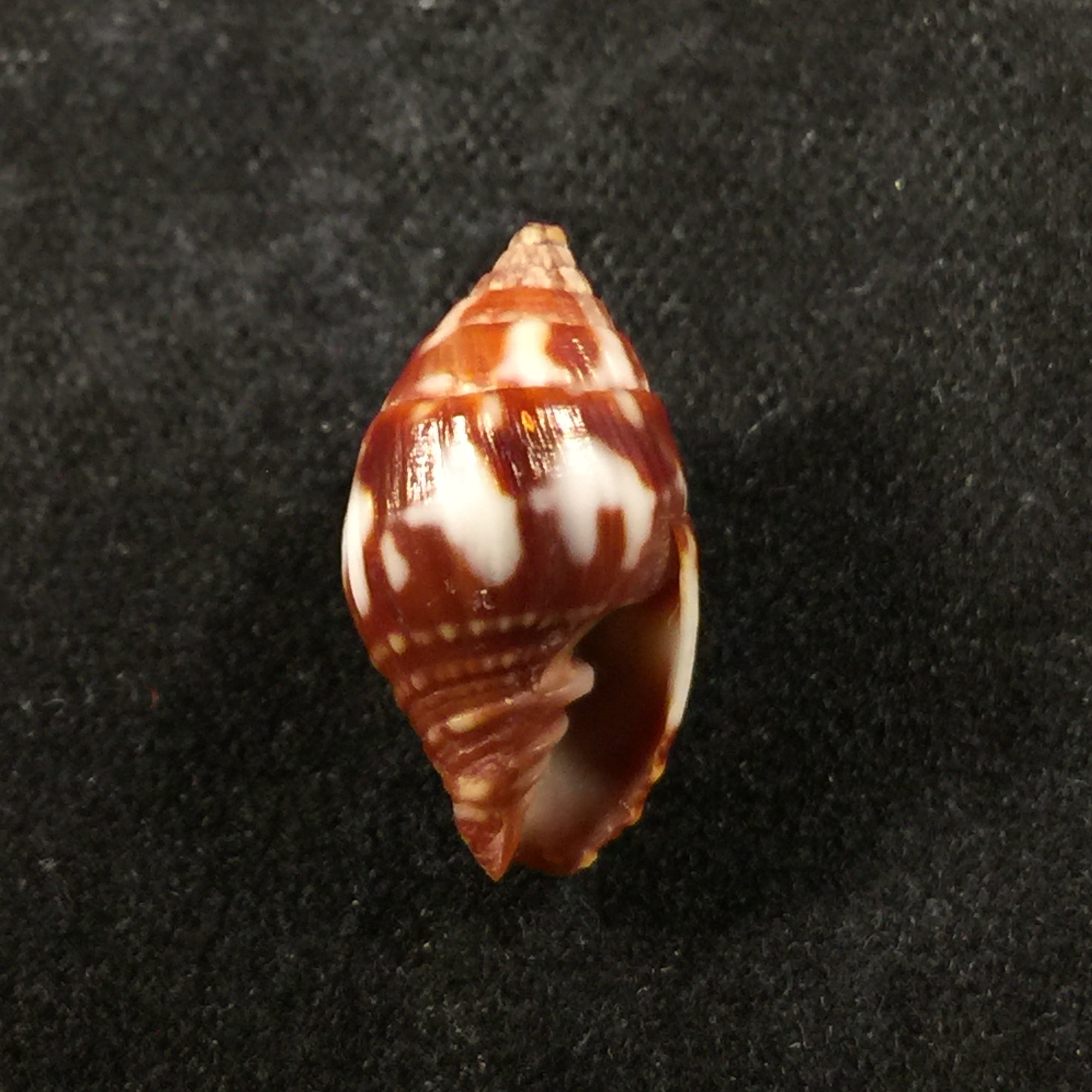 Vexillum pardale (Küster, 1840) - 15,1mm