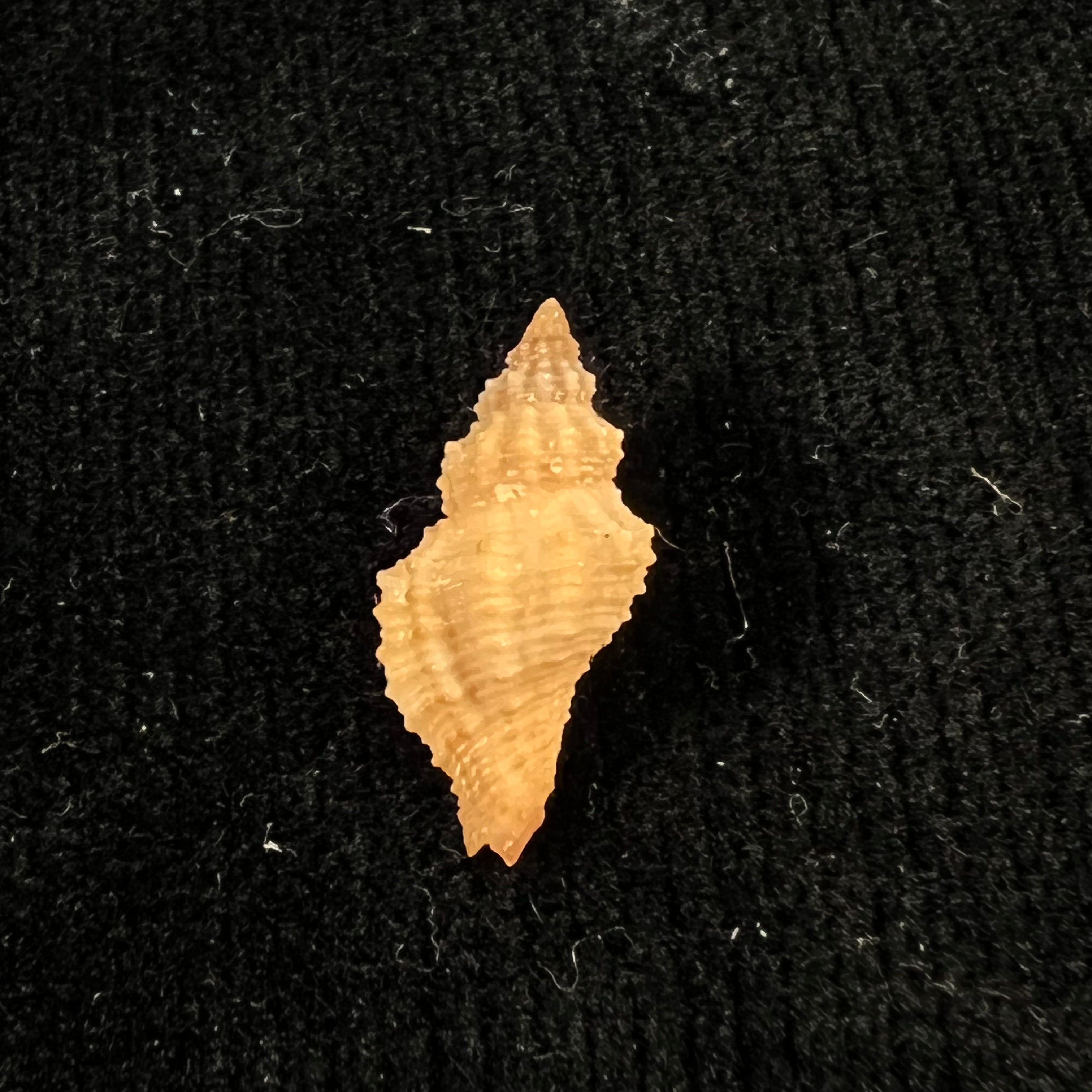 Orania fusulus (Brocchi, 1814) - 17,4mm