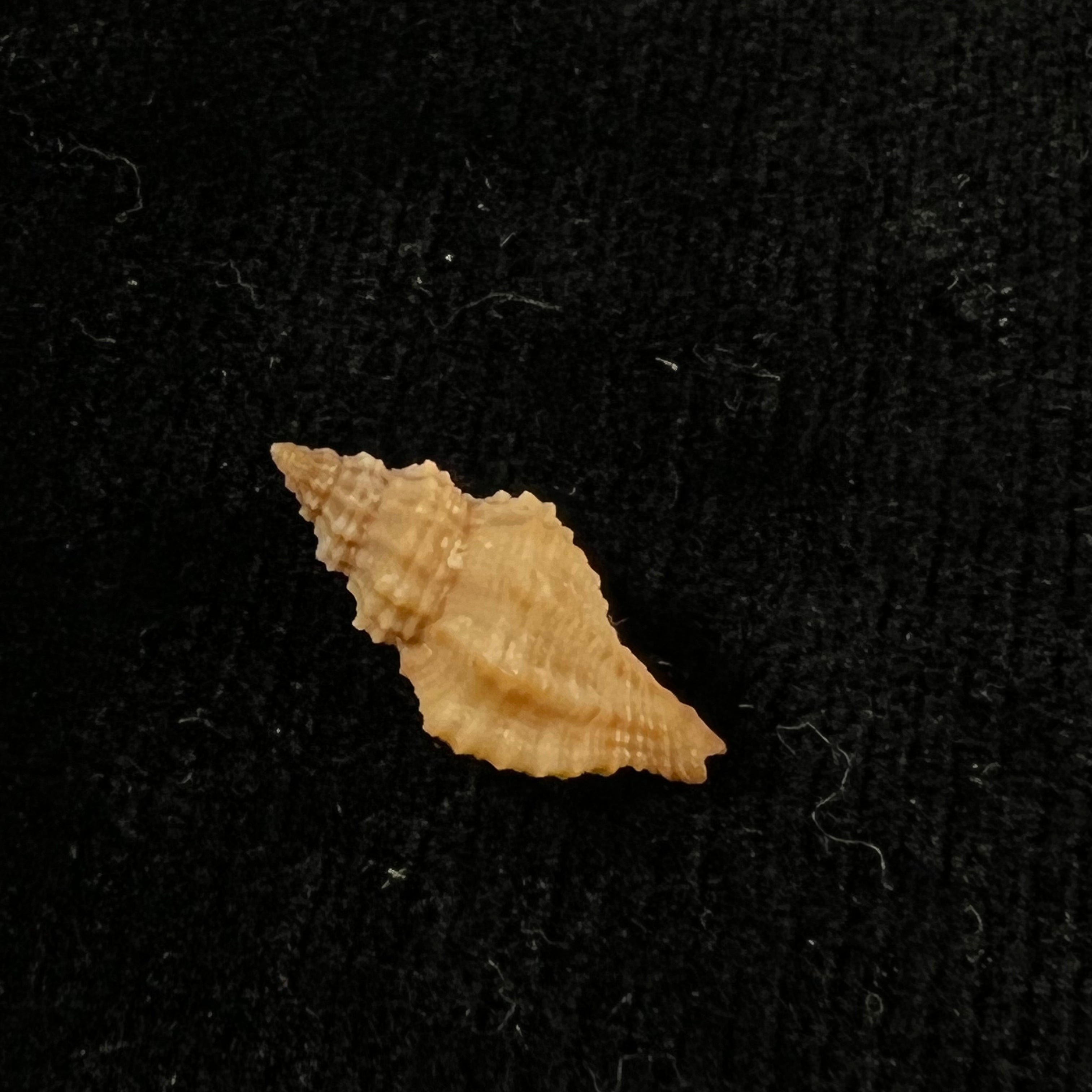 Orania fusulus (Brocchi, 1814) - 17,4mm