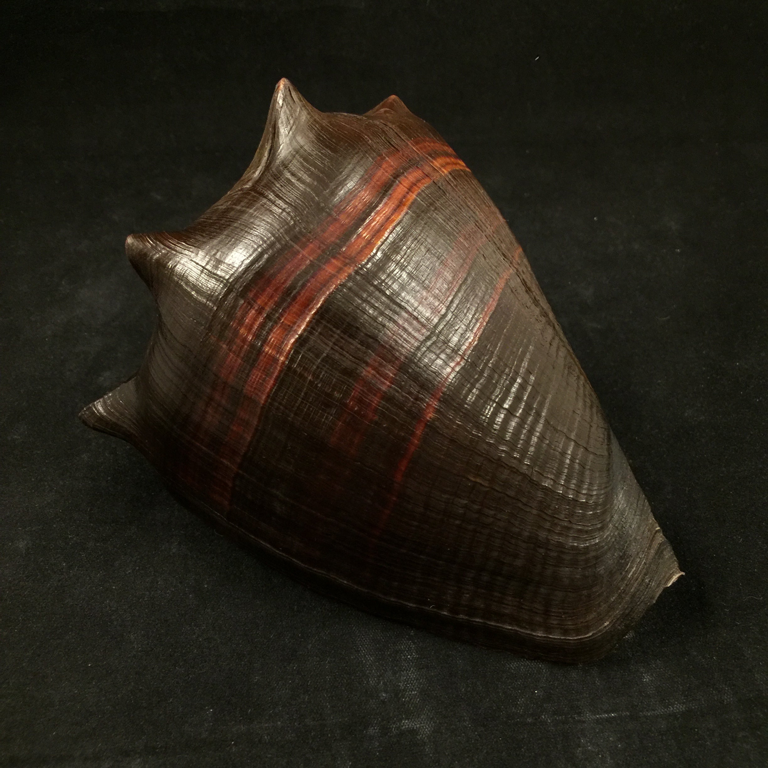 Melongena patula Broderip & Sowerby, 1829 - 128,4mm