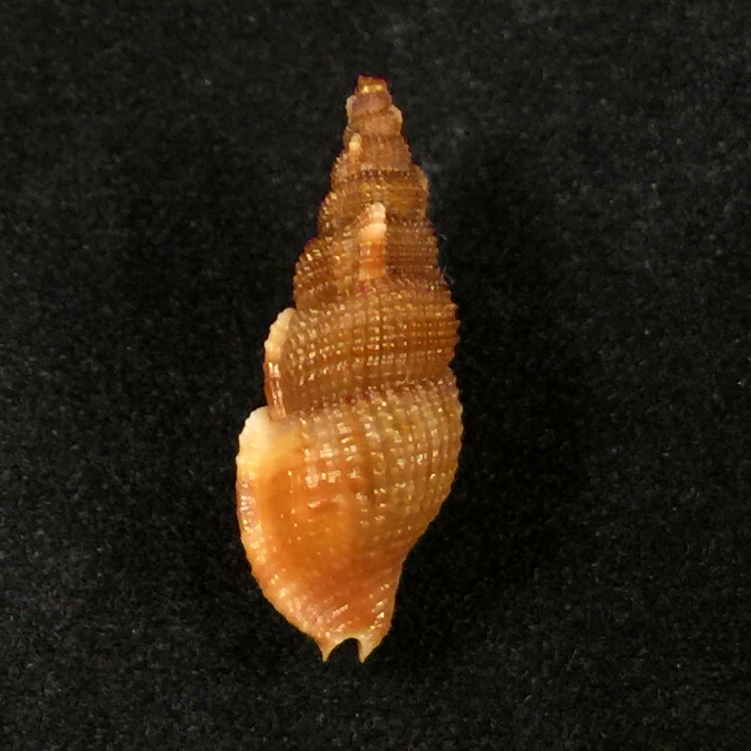 Colubraria kathiewayana Fittkau & Parth, 1993 - 18,8mm