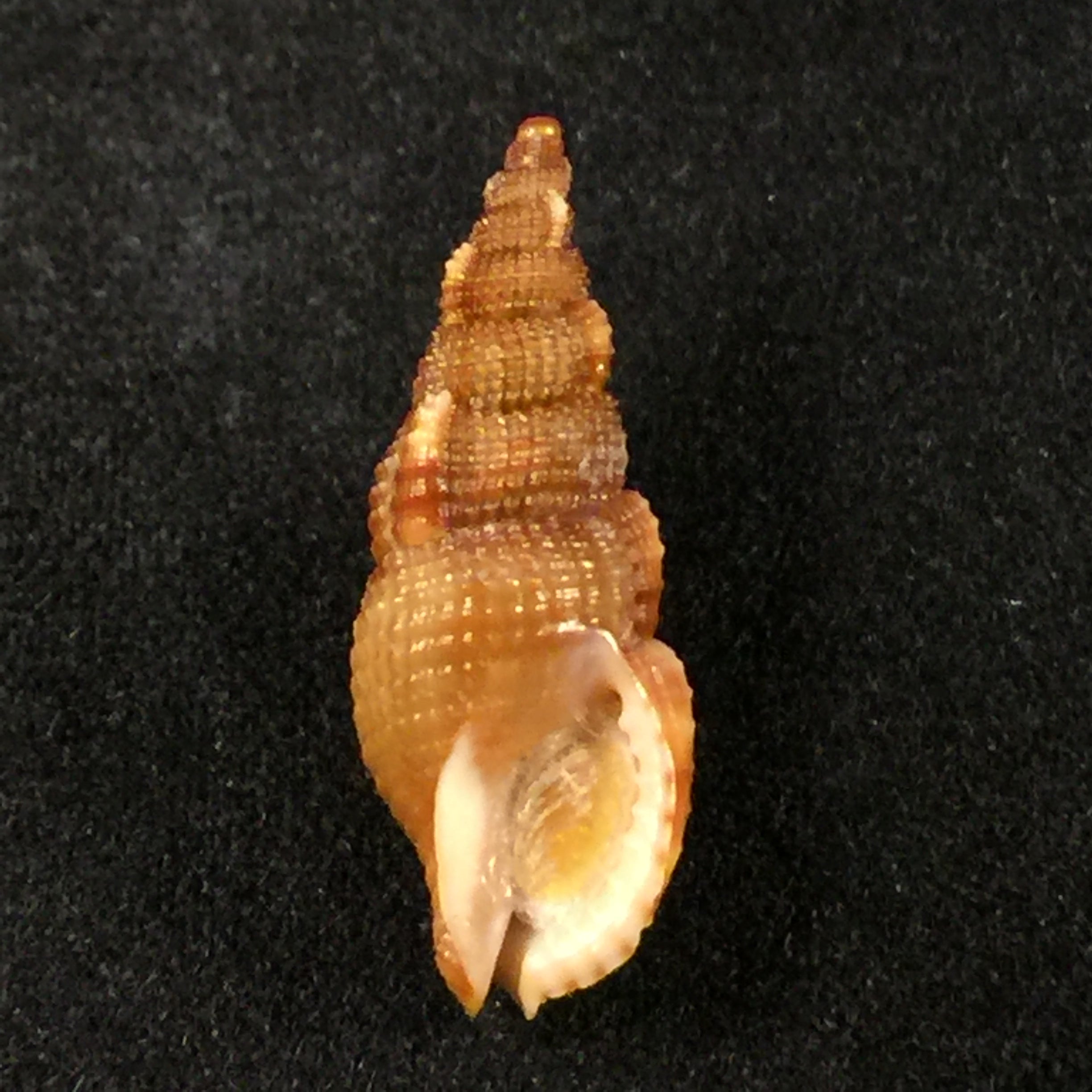 Colubraria kathiewayana Fittkau & Parth, 1993 - 18,8mm