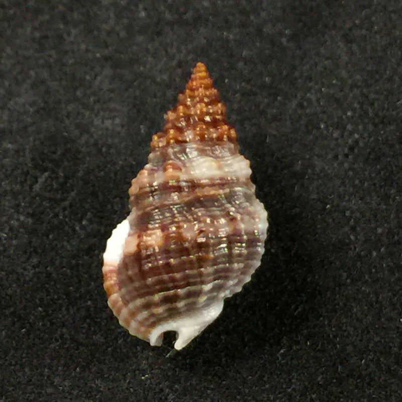 Nassarius polygonatus Lamarck, 1822 - 14,9mm