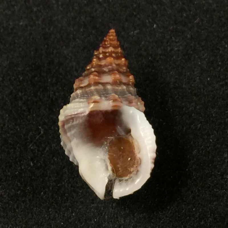 Nassarius polygonatus Lamarck, 1822 - 14,9mm