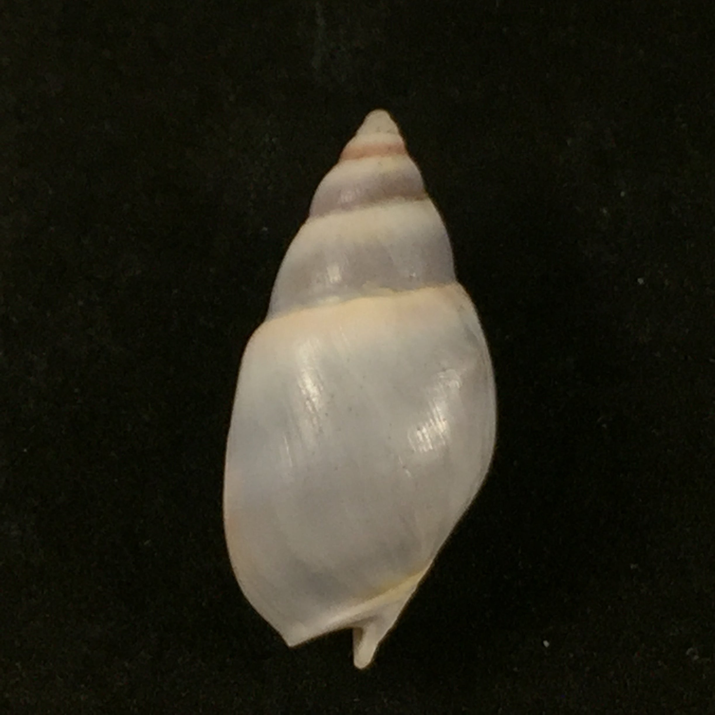 Buccinastrum duartei (Klappenbach, 1961) - 27,6mm