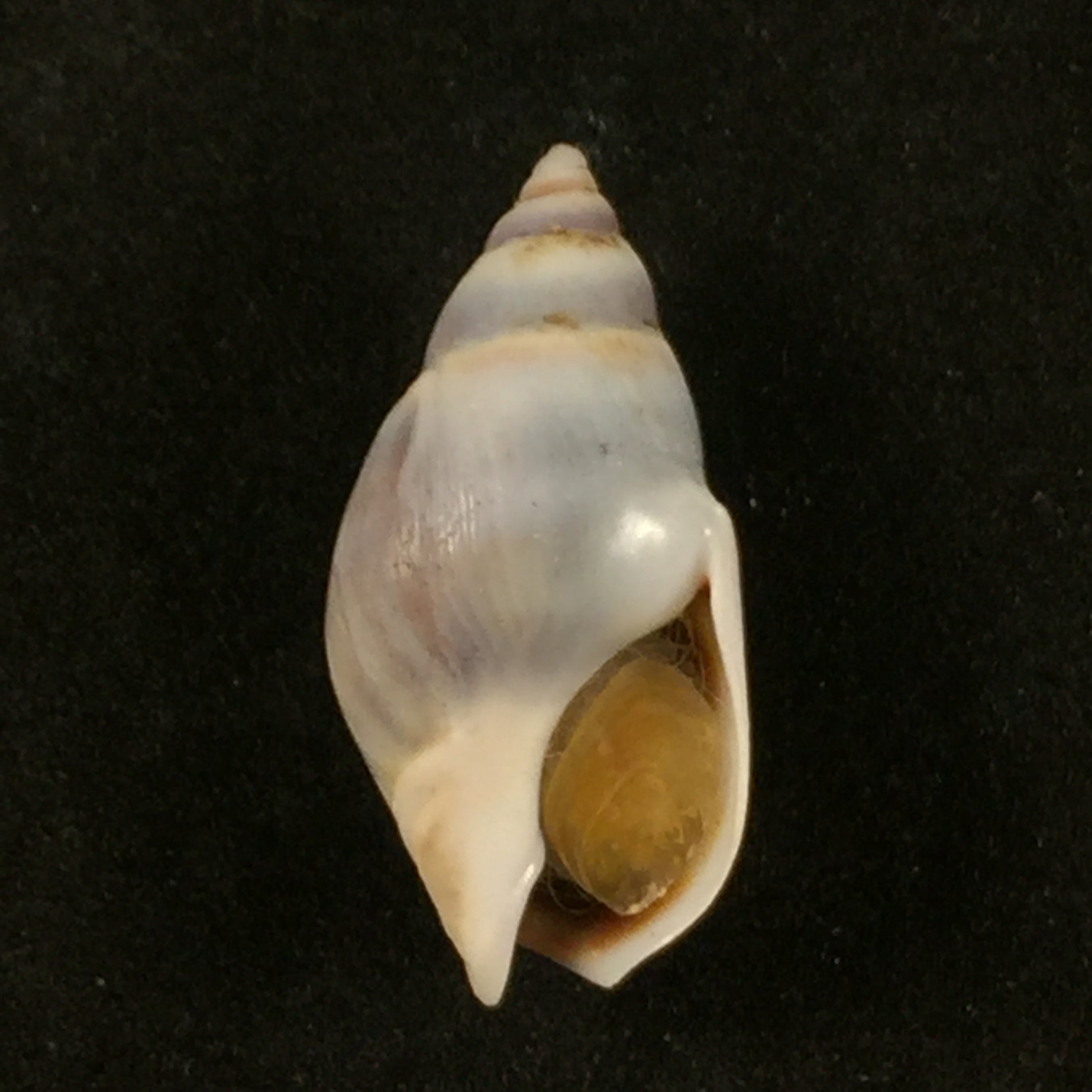 Buccinastrum duartei (Klappenbach, 1961) - 27,6mm