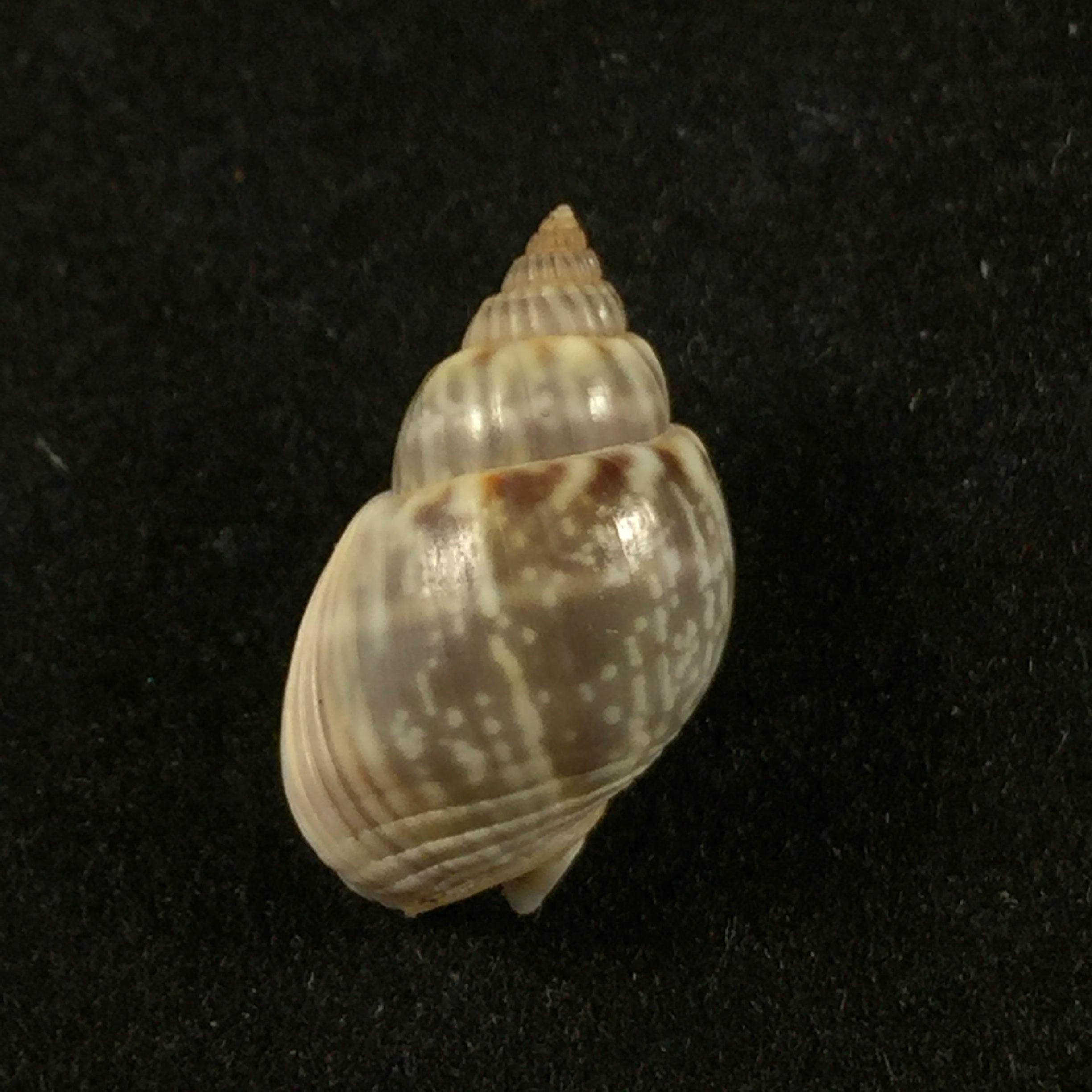 Nassarius graphiterus (Hombron & Jacquinot, 1848) - 16毫米