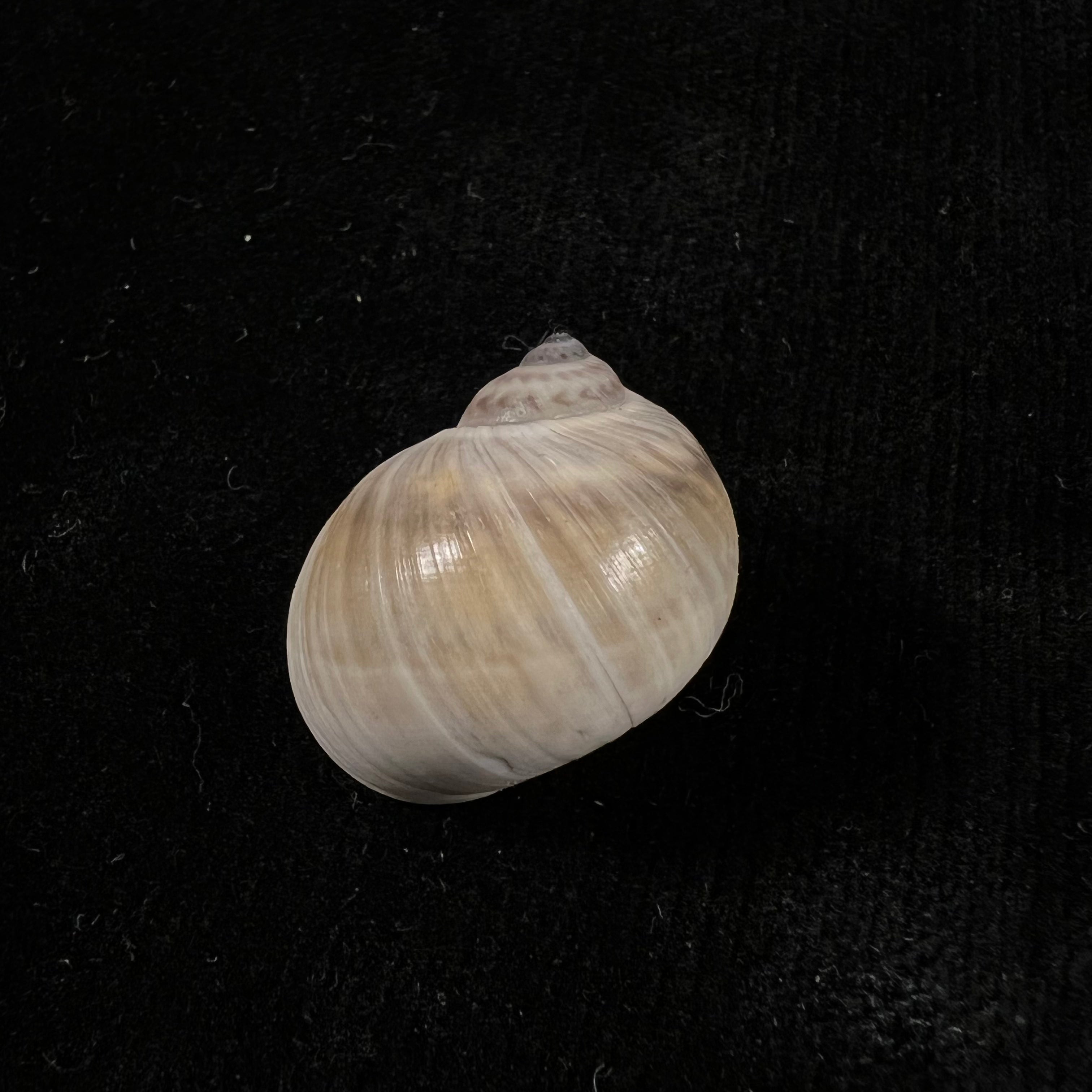 Notocochlis chemnitzii (L. Pfeiffer, 1840) - 24,3mm
