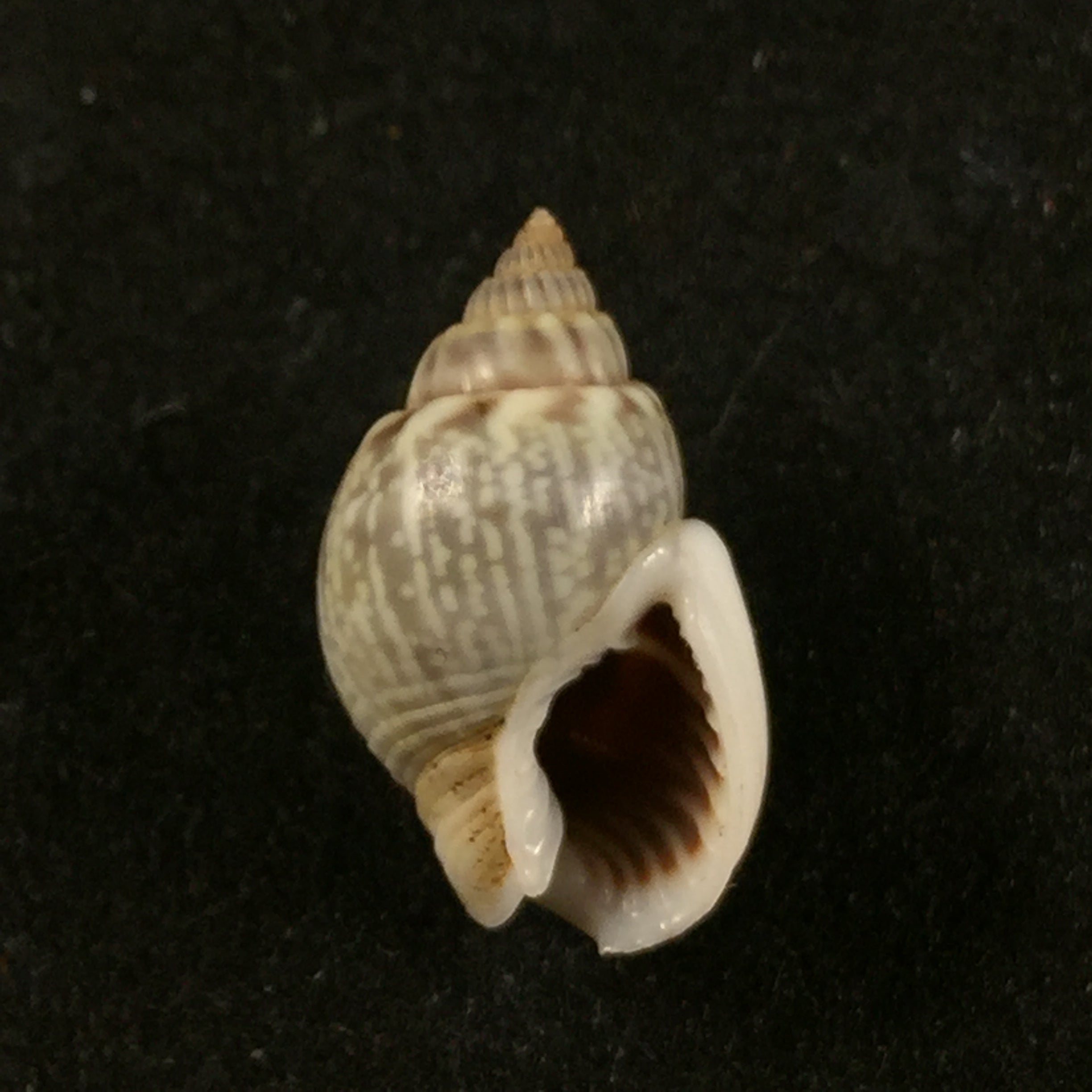 Nassarius graphiterus (Hombron & Jacquinot, 1848) - 16毫米