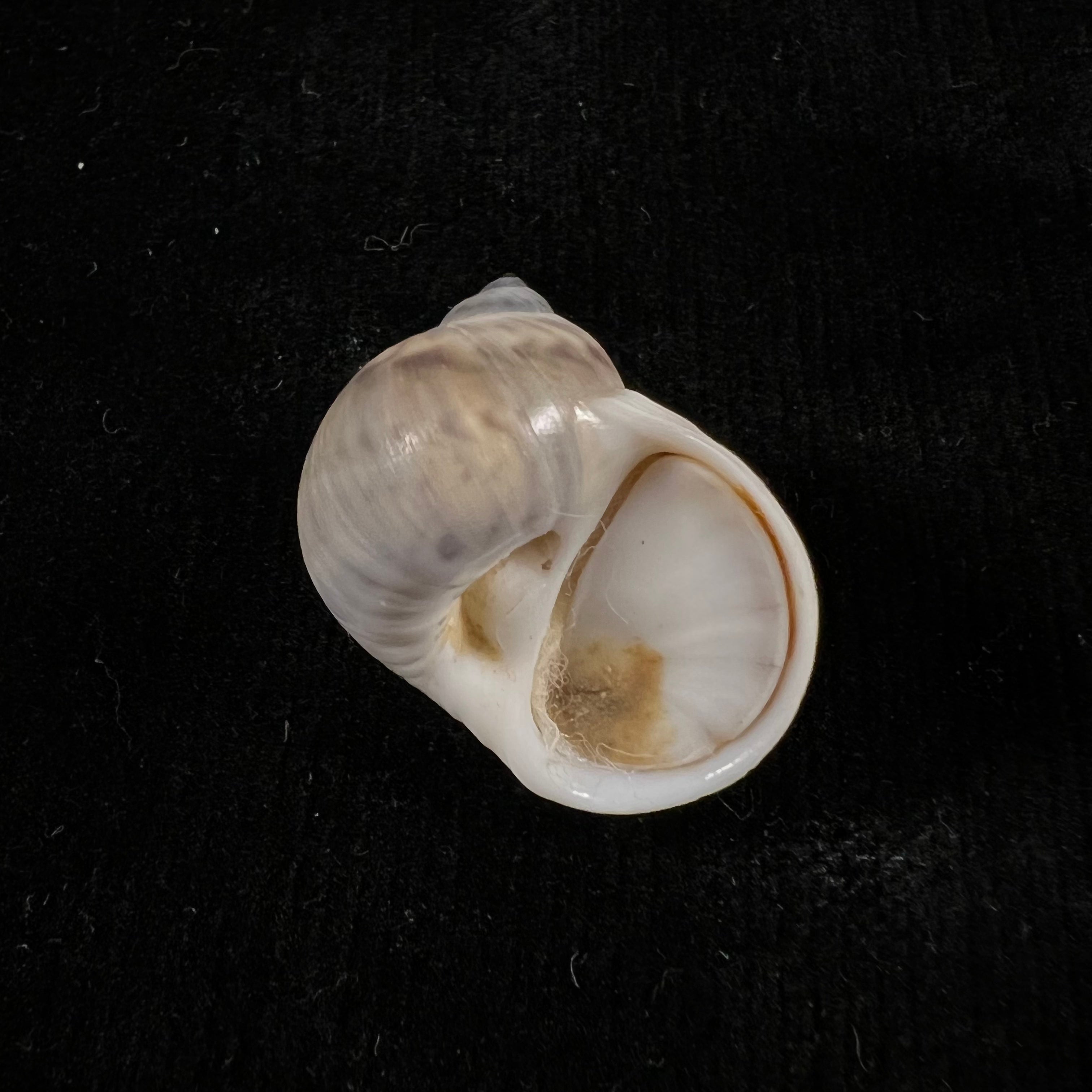 Notocochlis chemnitzii (L. Pfeiffer, 1840) - 24,3mm