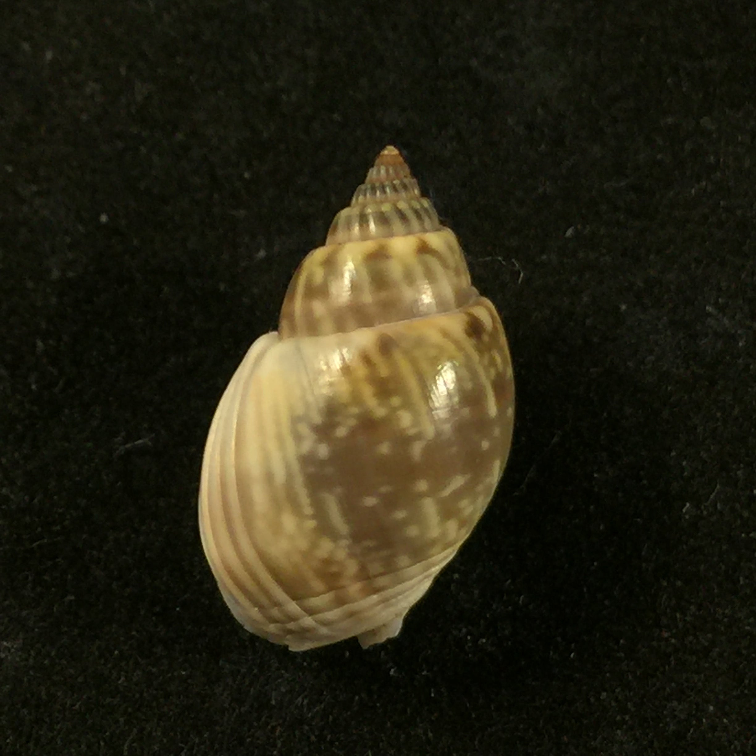 Nassarius grapherrus (Hombron & Jacquinot, 1848) - 16,5mm