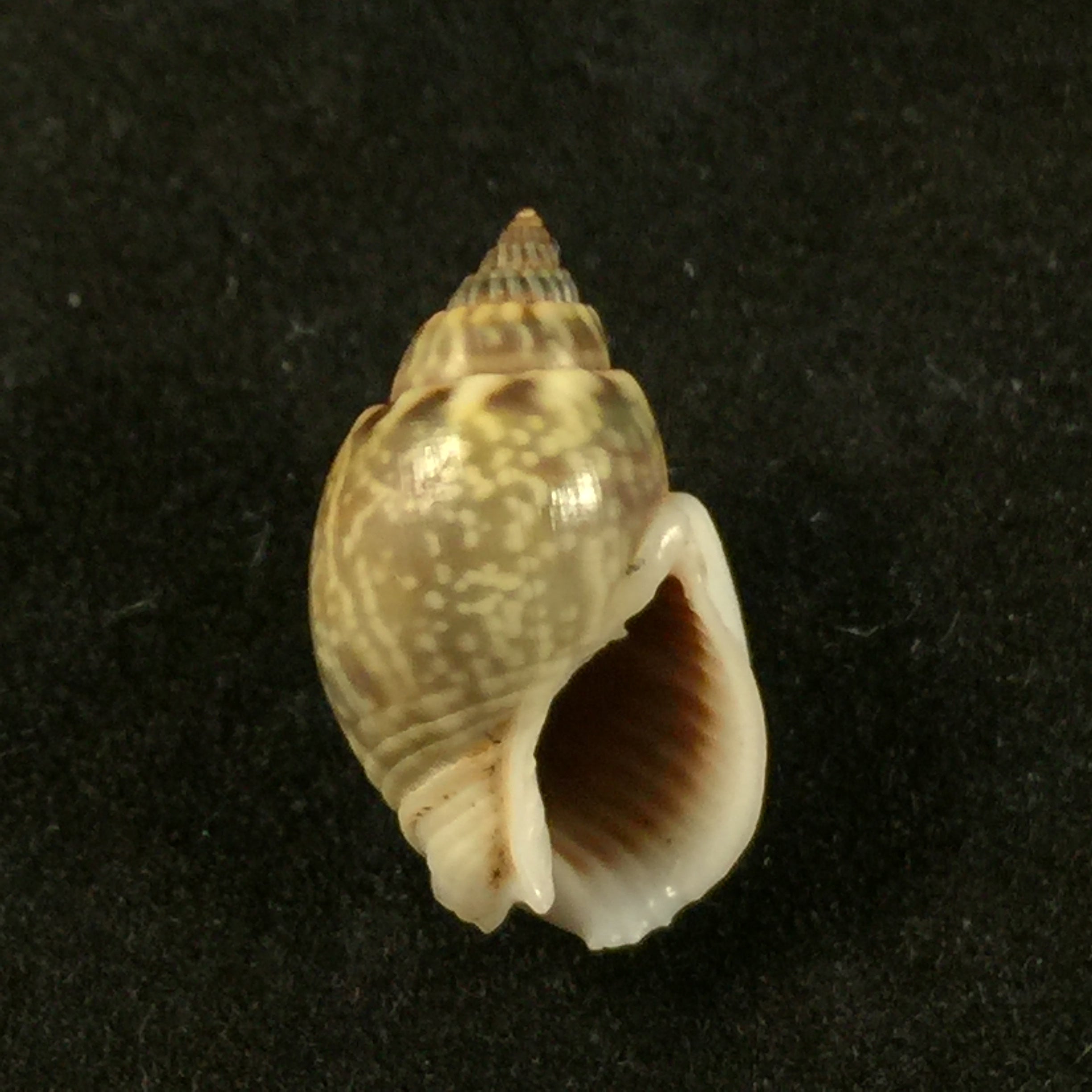 Nassarius grapherrus (Hombron & Jacquinot, 1848) - 16,5mm