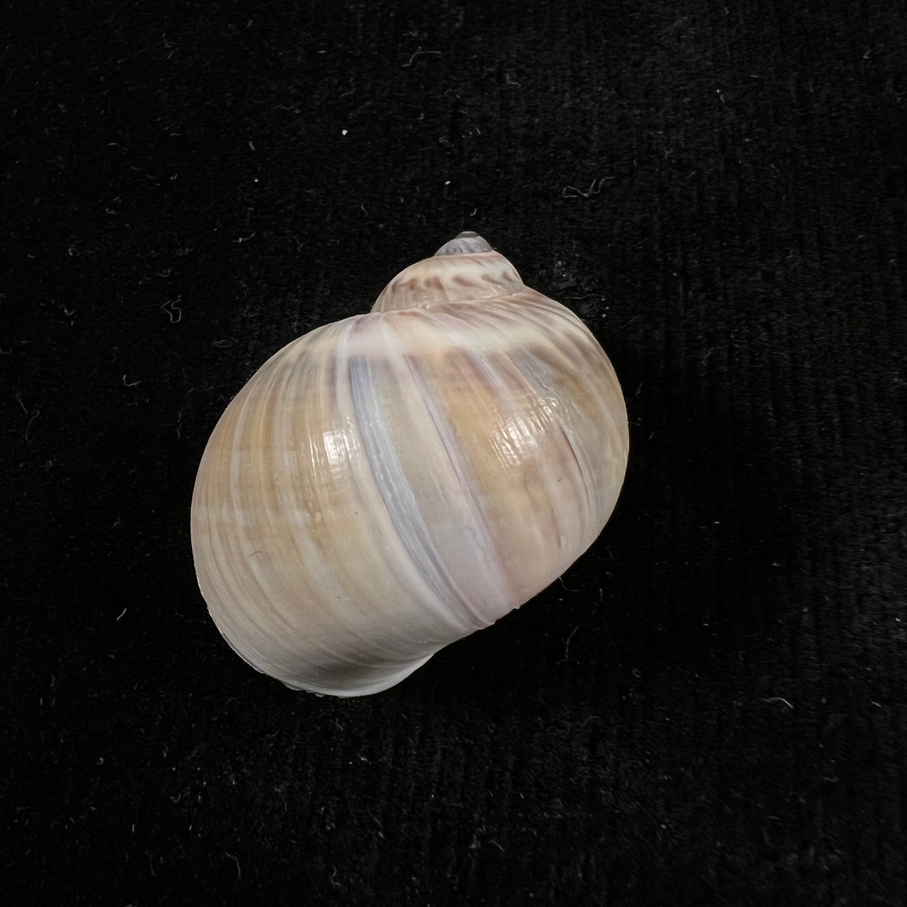 Notocochlis chemnitzii (L. Pfeiffer, 1840) - 31,1mm