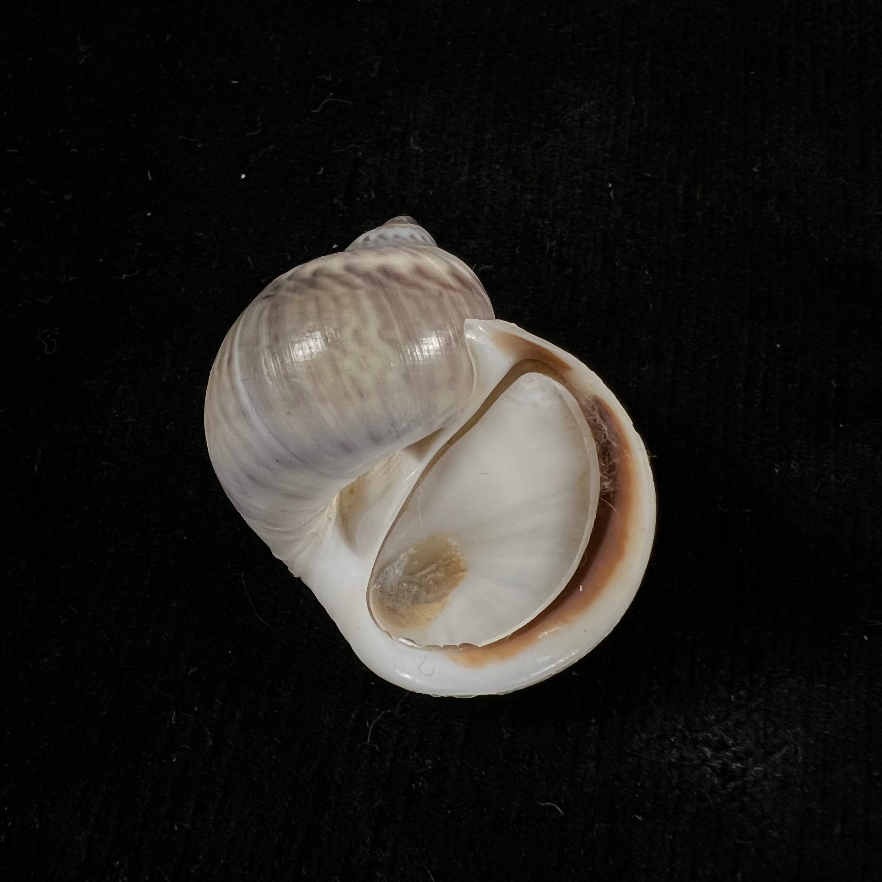 Notocochlis chemnitzii (L. Pfeiffer, 1840) - 31,1mm