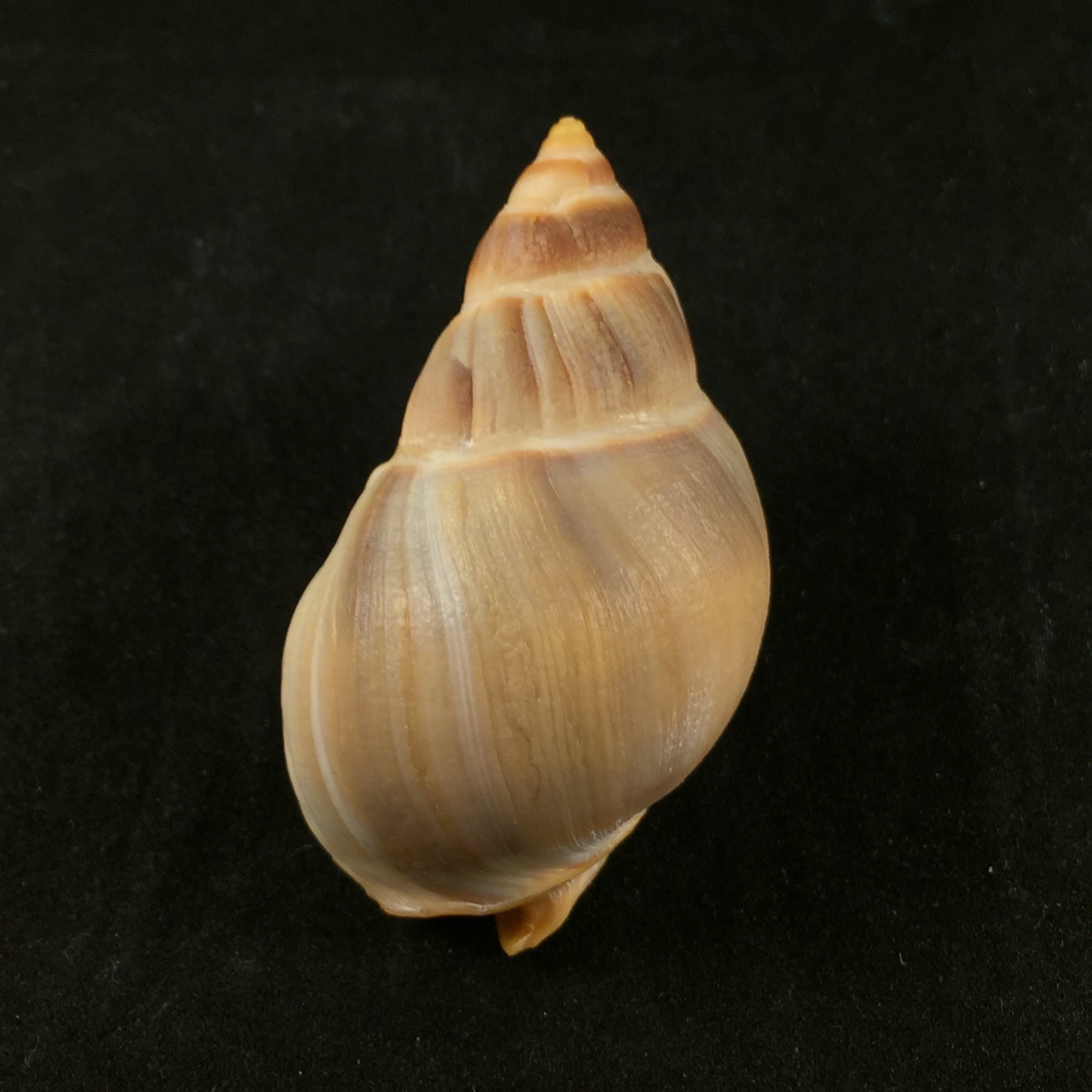 Buccinanops globulosus (Kiener, 1834) - 51,4mm
