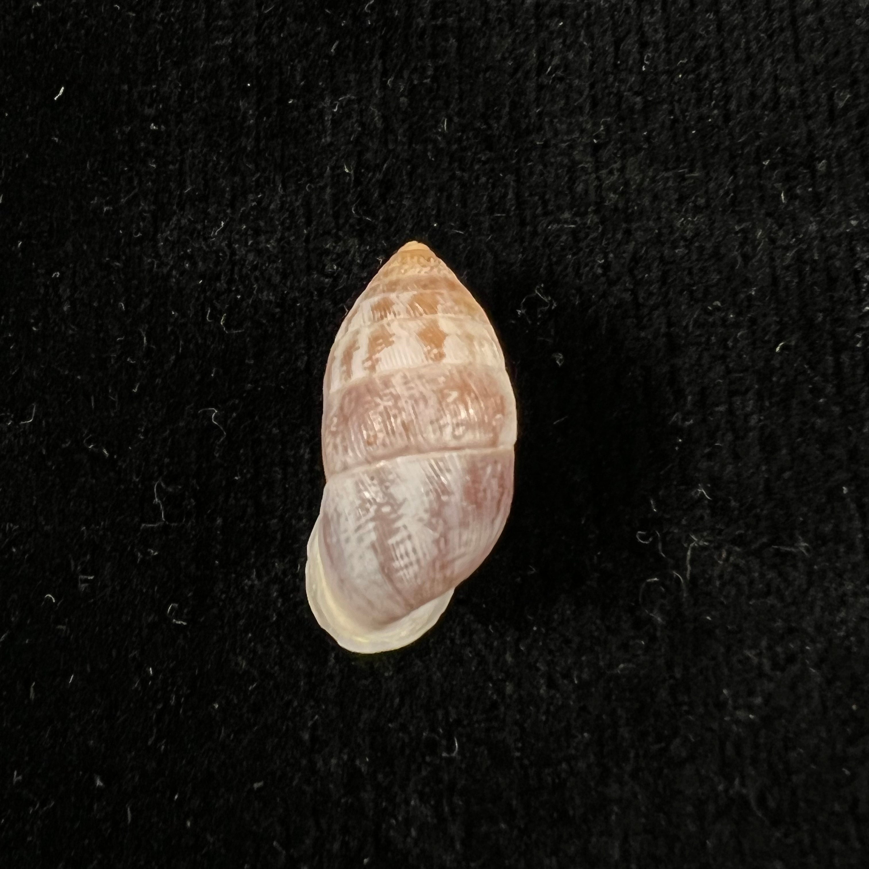 Cerion vulneratum (Küster, 1855) - 20,6mm