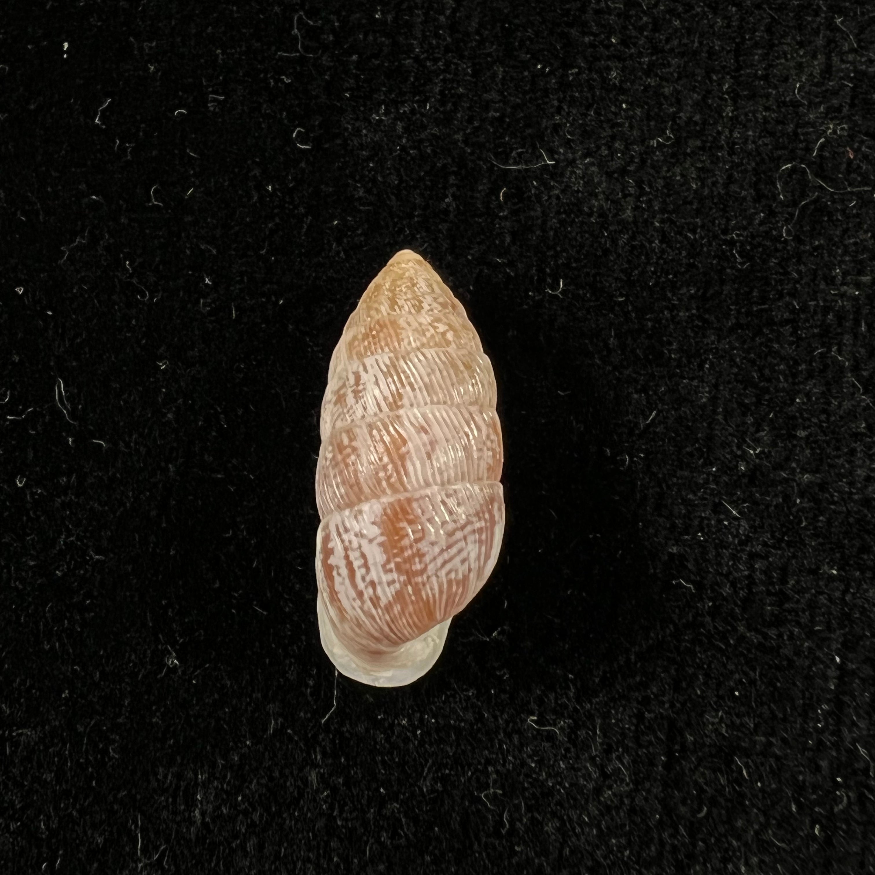 Cerion vulneratum (Küster, 1855) - 20,2mm
