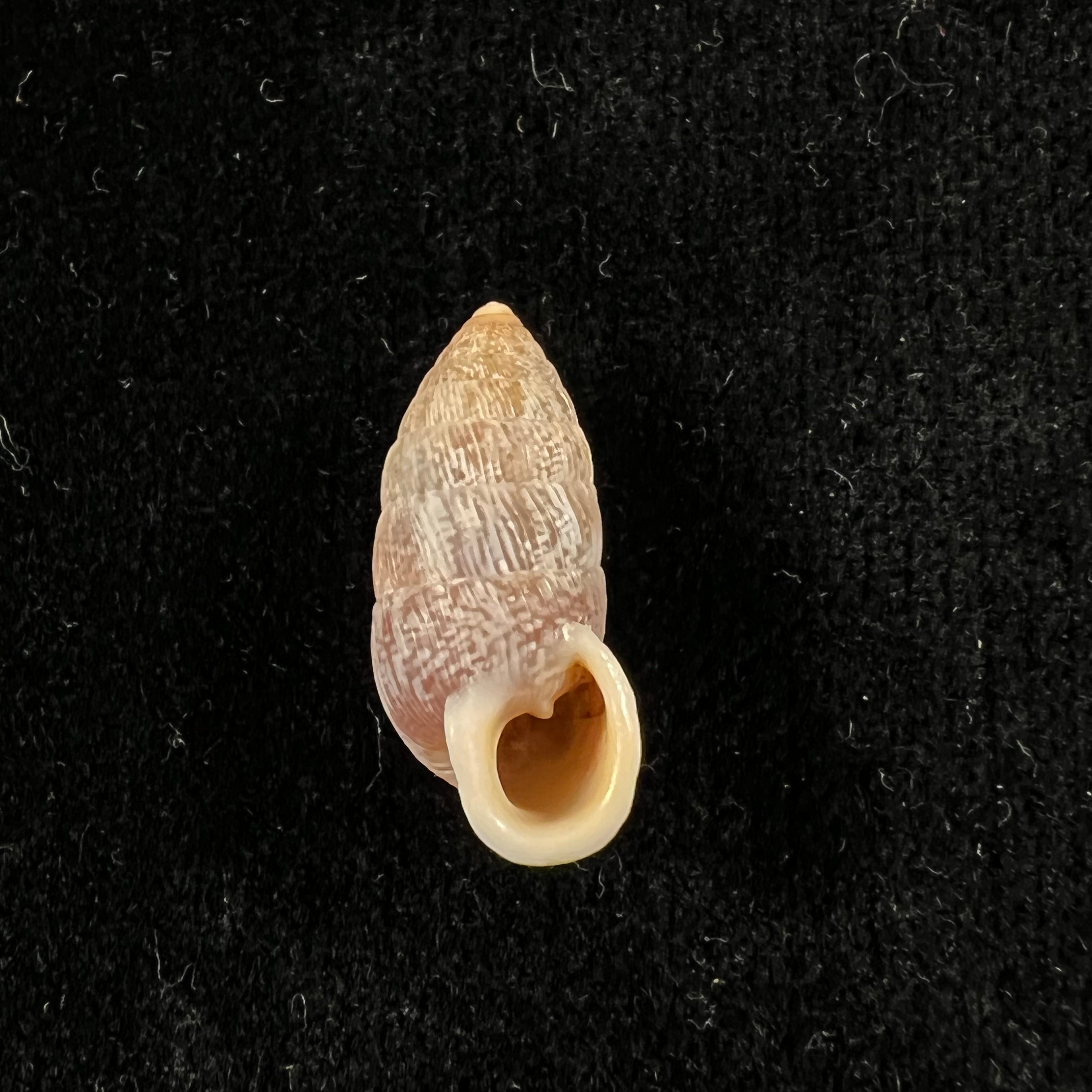 Cerion vulneratum (Küster, 1855) - 20,2mm