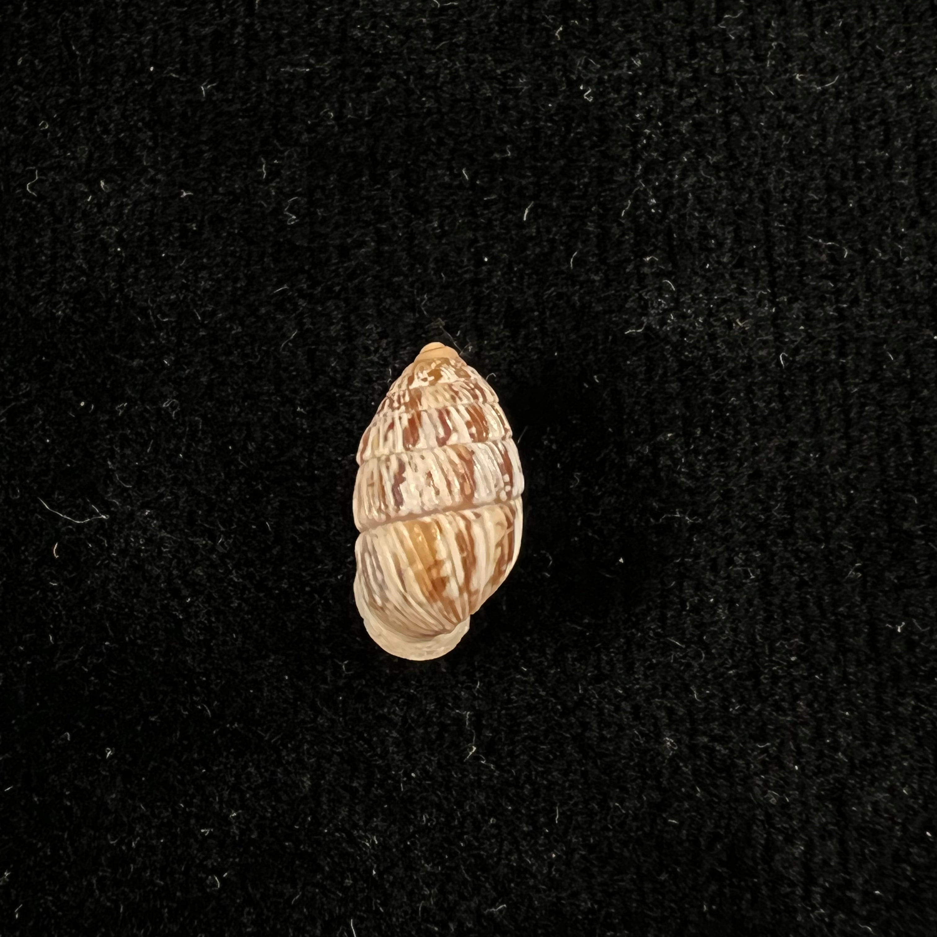 Cerion arangoi Pilsbry & Vanatta,1896年 - 12.7毫米