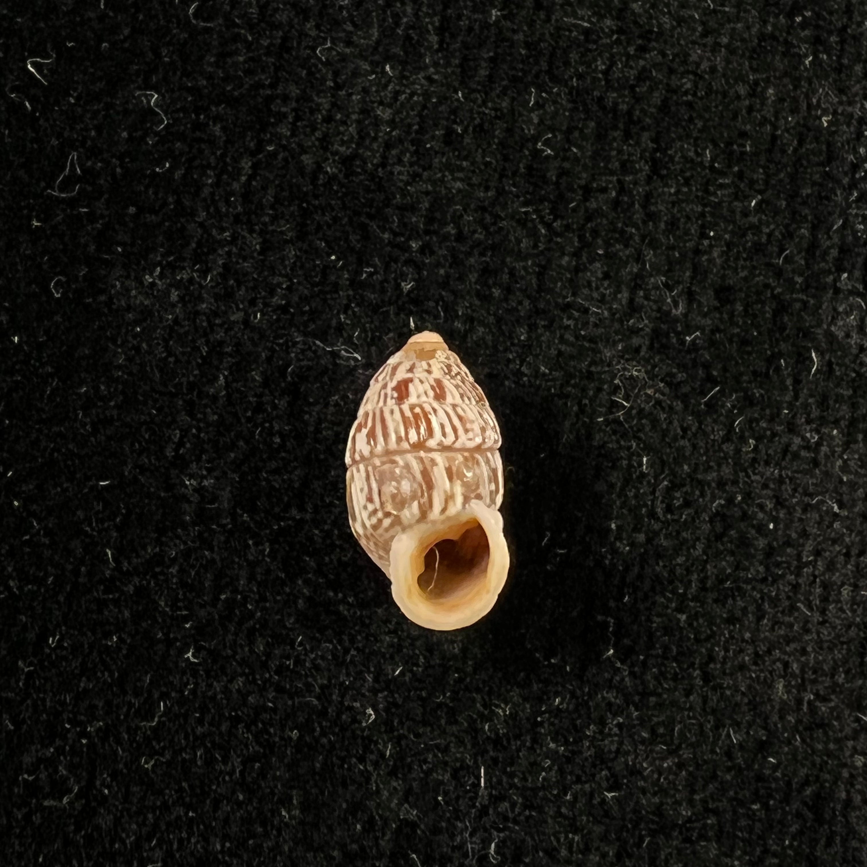 Cerion arangoi Pilsbry & Vanatta,1896年 - 12.7毫米