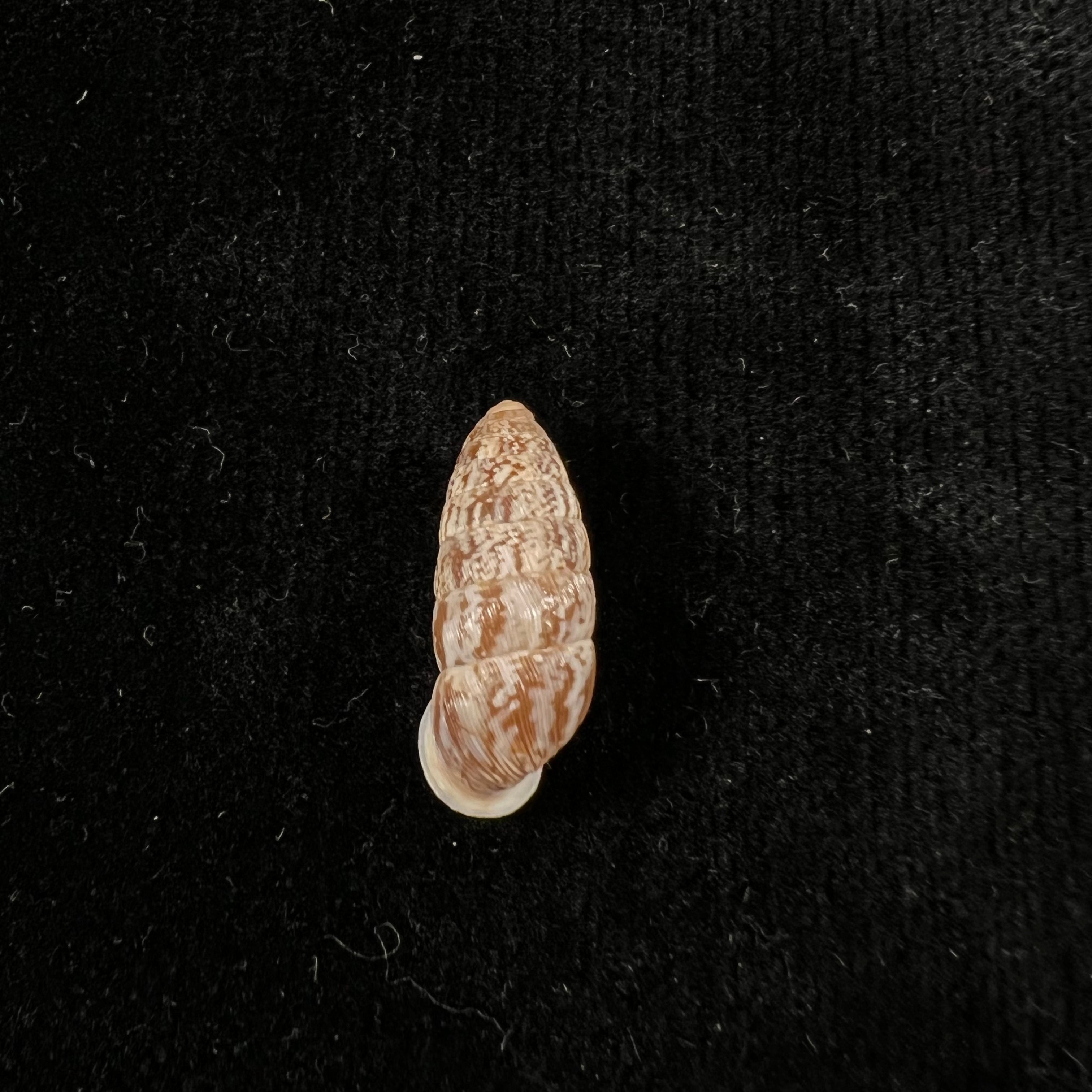 Cerion miramarae 桑切斯·罗伊格,1951 - 19,3mm