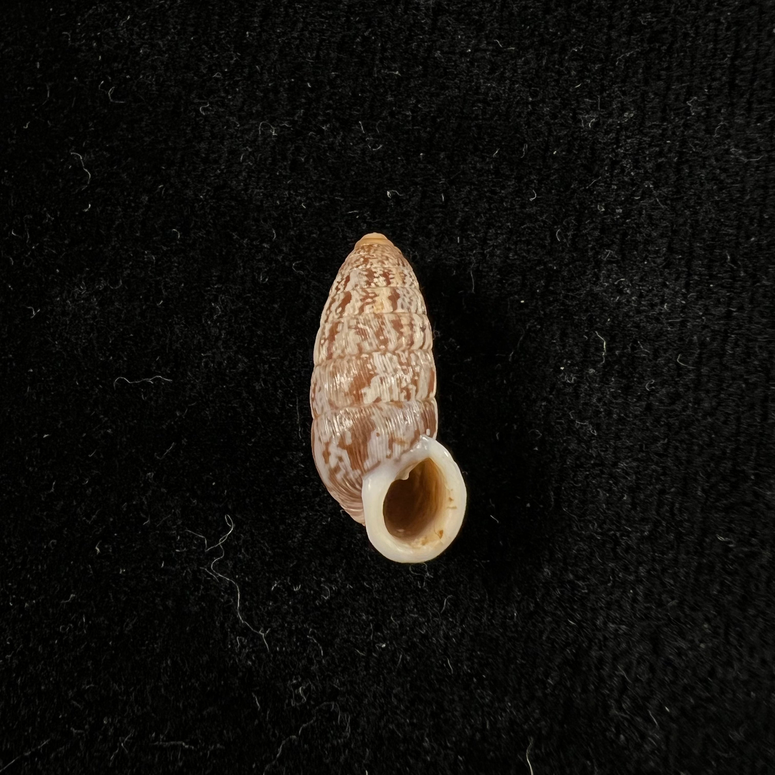 Cerion miramarae 桑切斯·罗伊格,1951 - 19,3mm