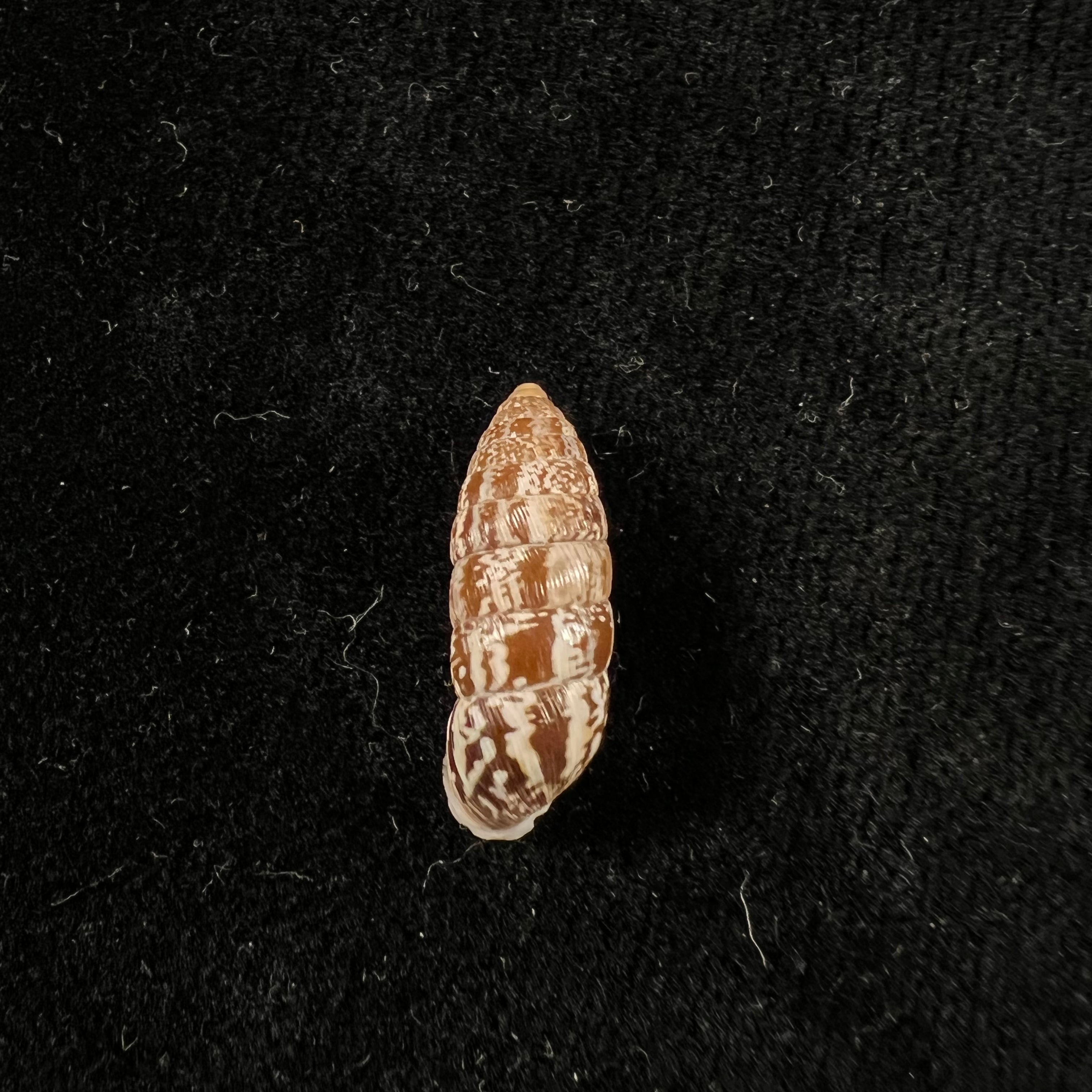 Cerion miramarae 桑切斯·罗伊格,1951 - 20,4mm