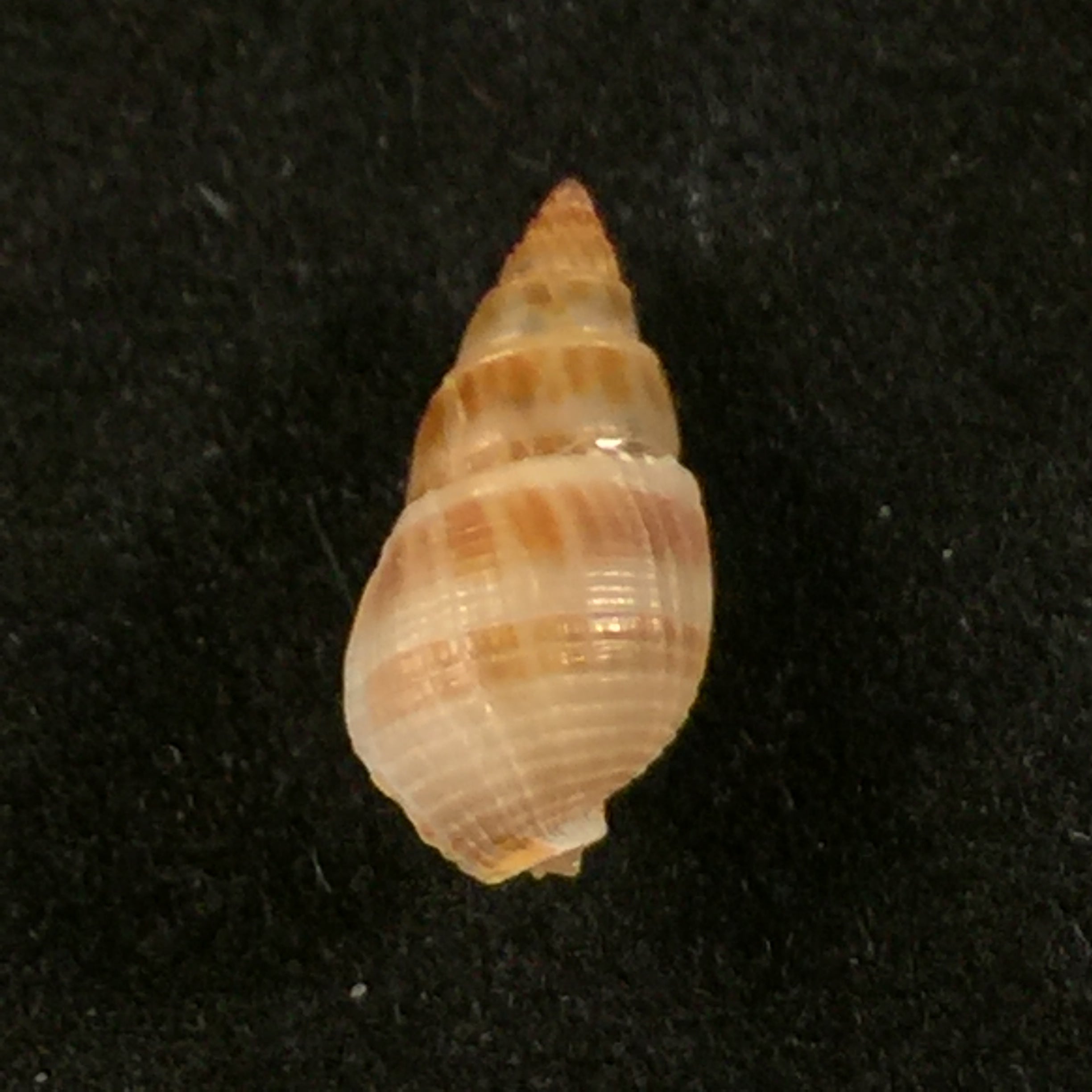 Tritia elata (古尔德, 1848) - 13,3mm