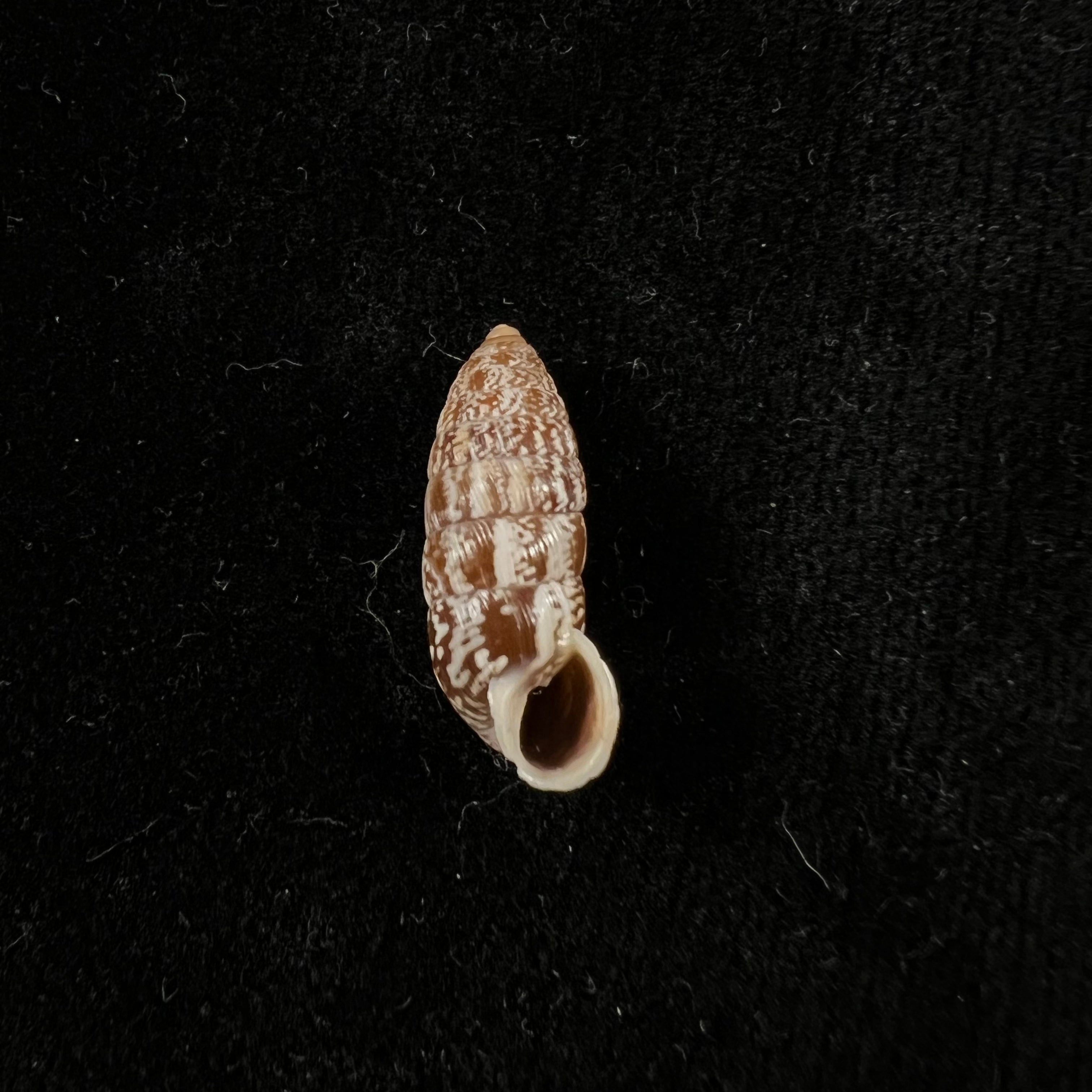 Cerion miramarae 桑切斯·罗伊格,1951 - 20,4mm
