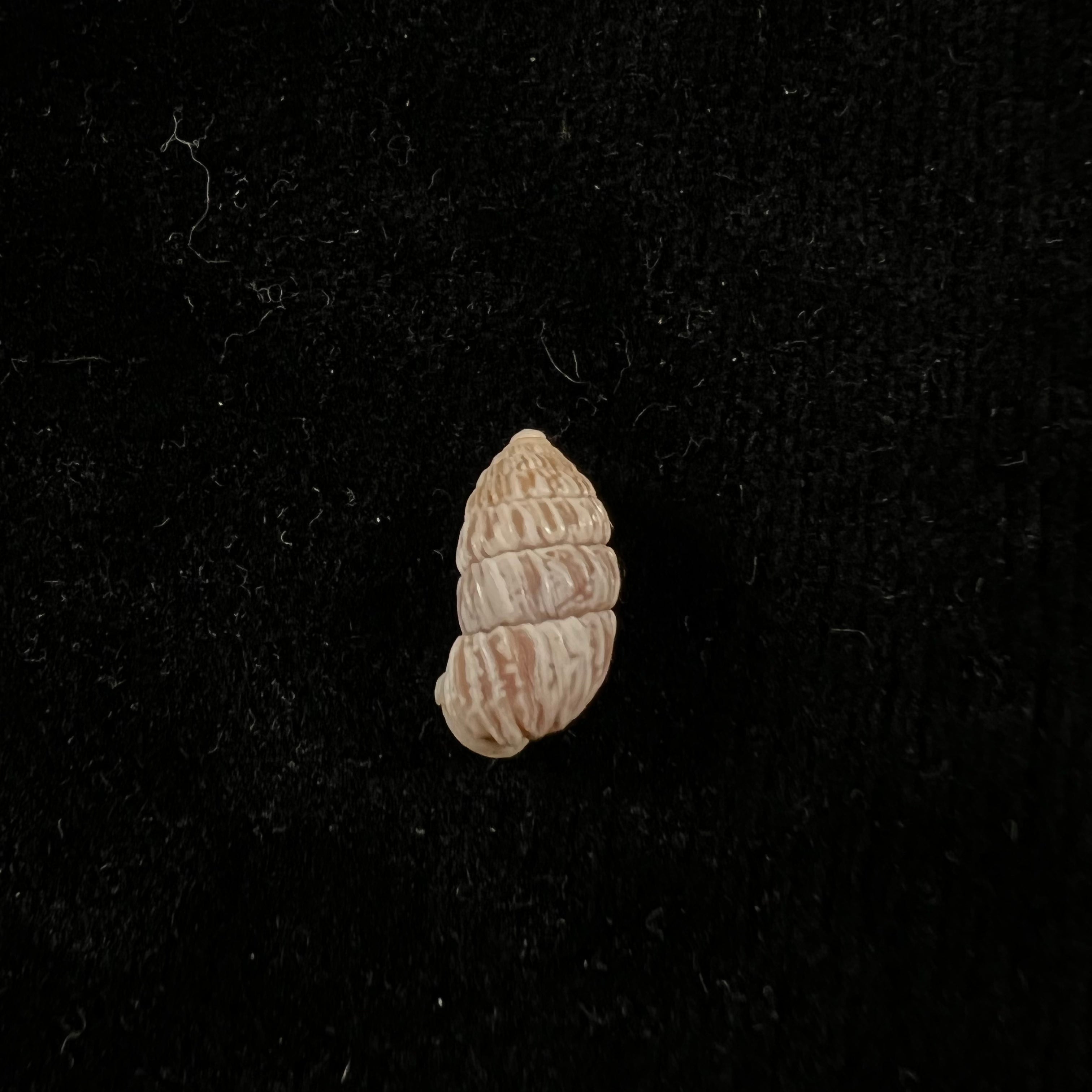 Cerioncircumscriptum Aguayo & Jaume, 1951 - 12,9mm