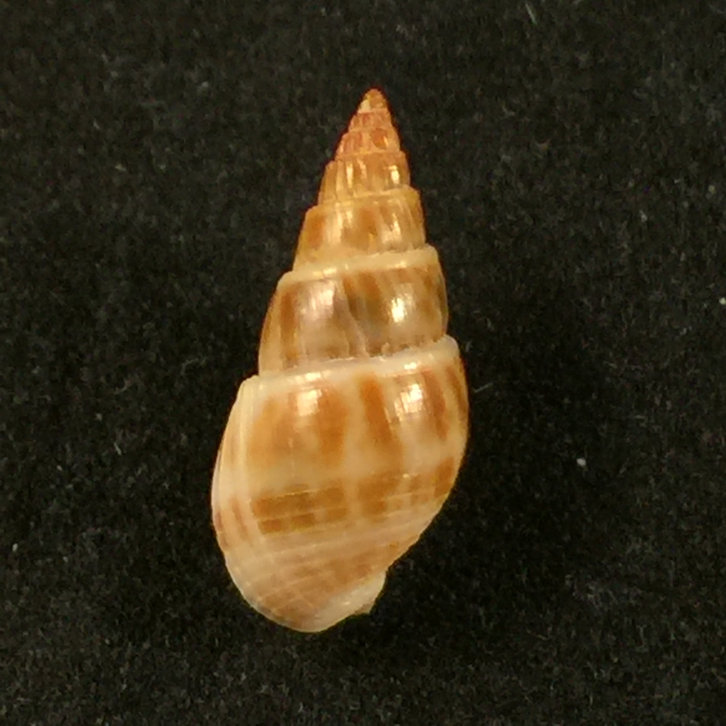 Tritia elata (古尔德, 1848) - 15,5mm