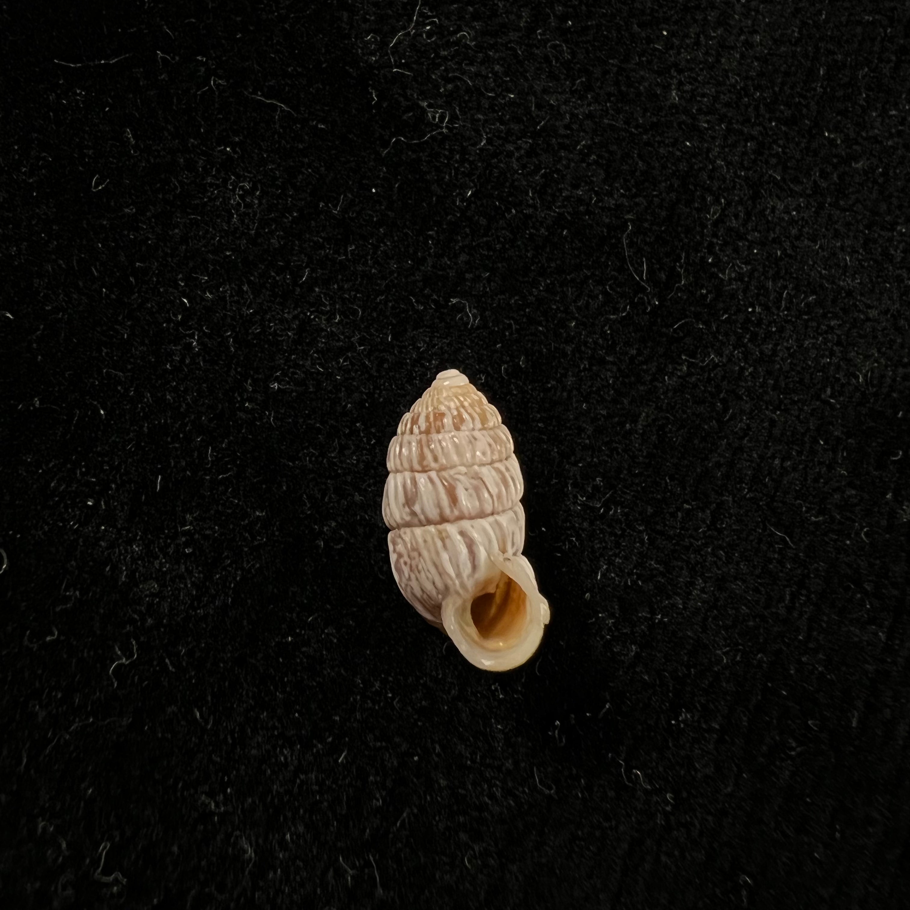 Cerioncircumscriptum Aguayo & Jaume, 1951 - 12,9mm