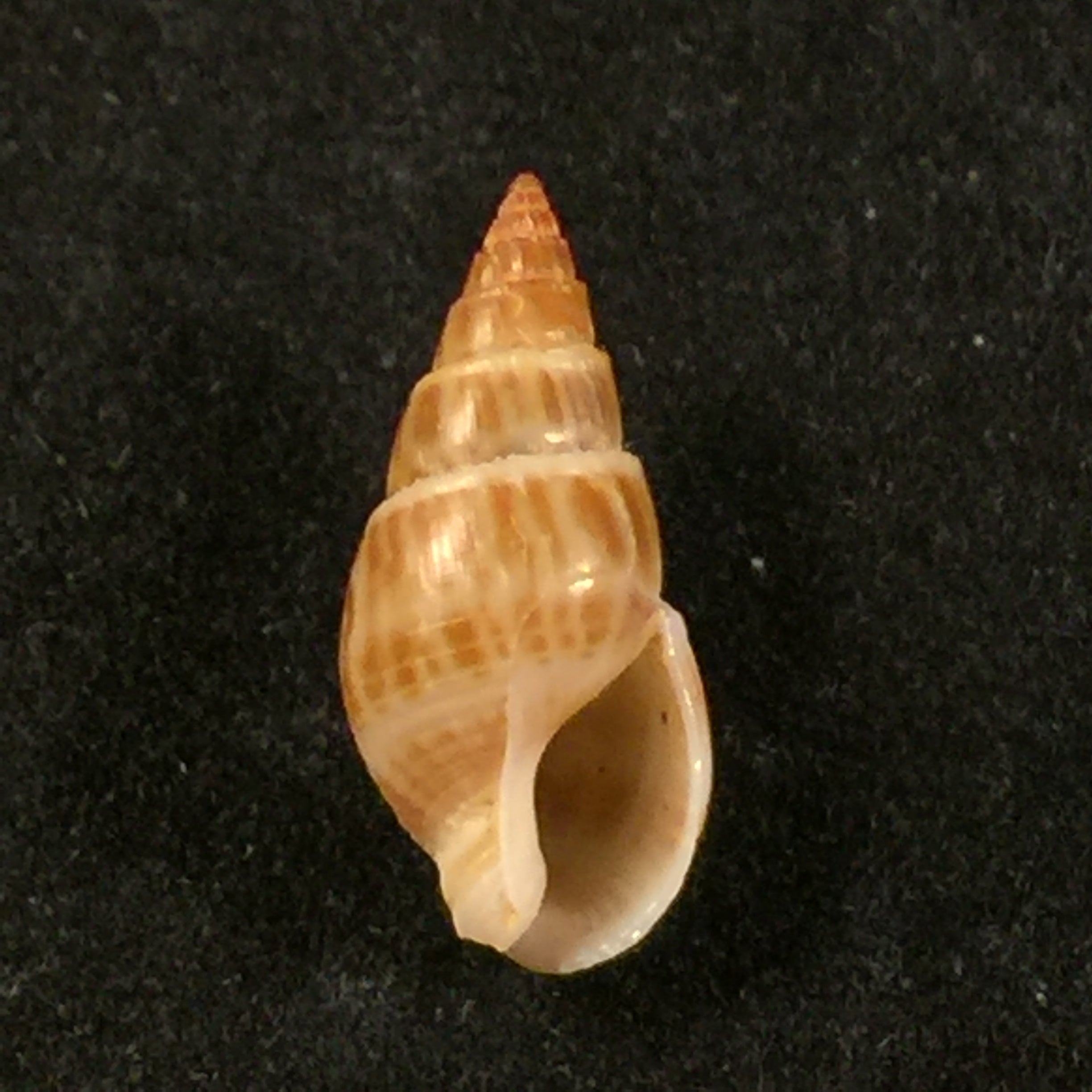 Tritia elata (古尔德, 1848) - 15,5mm
