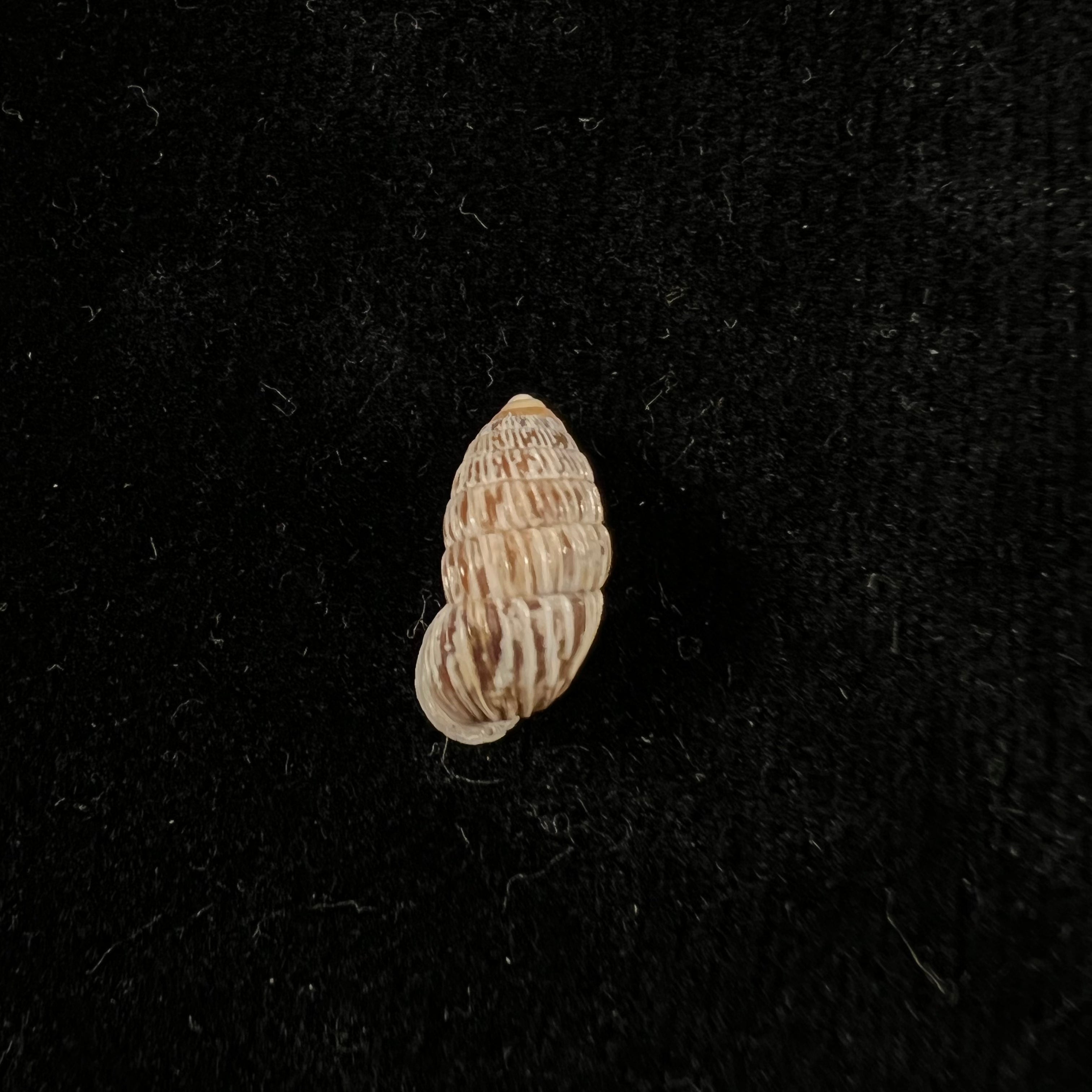 Cerioncircumscriptum Aguayo & Jaume, 1951 - 14mm