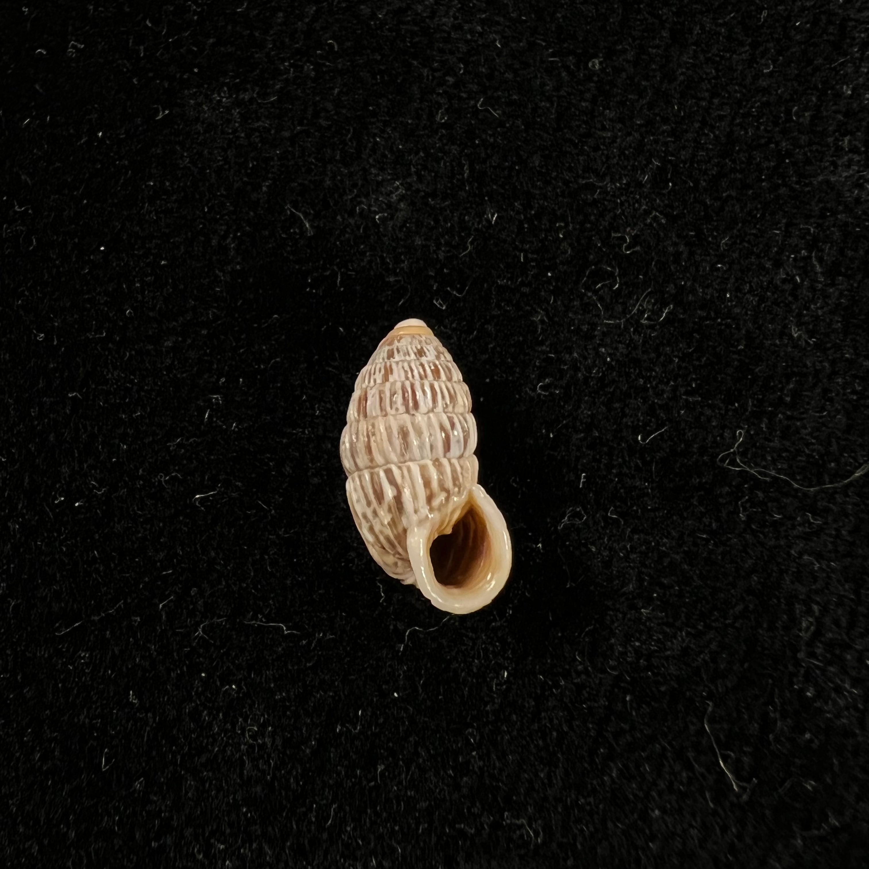 Cerioncircumscriptum Aguayo & Jaume, 1951 - 14mm