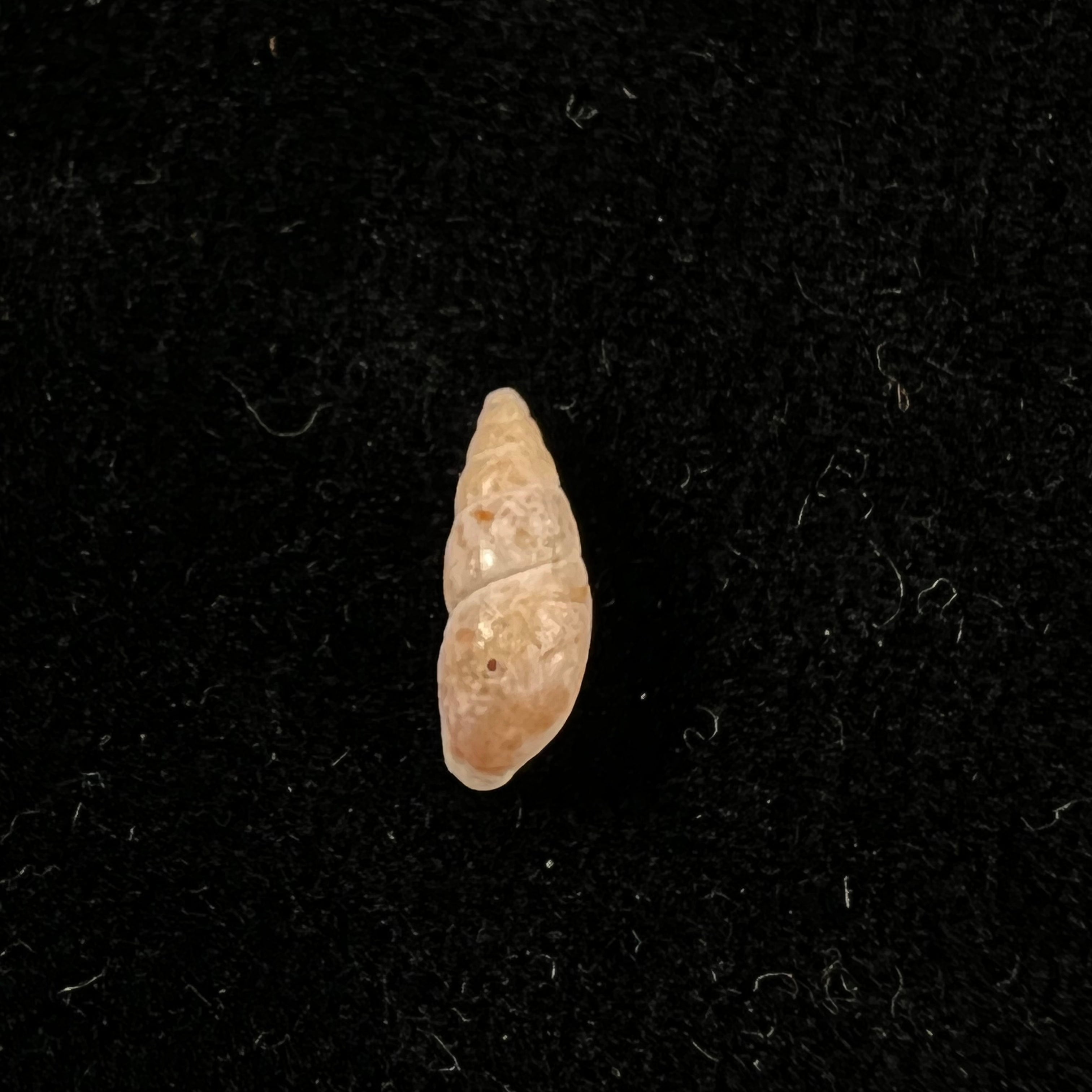 Stapafurdius glaber Simone, 2021 - 10,2mm