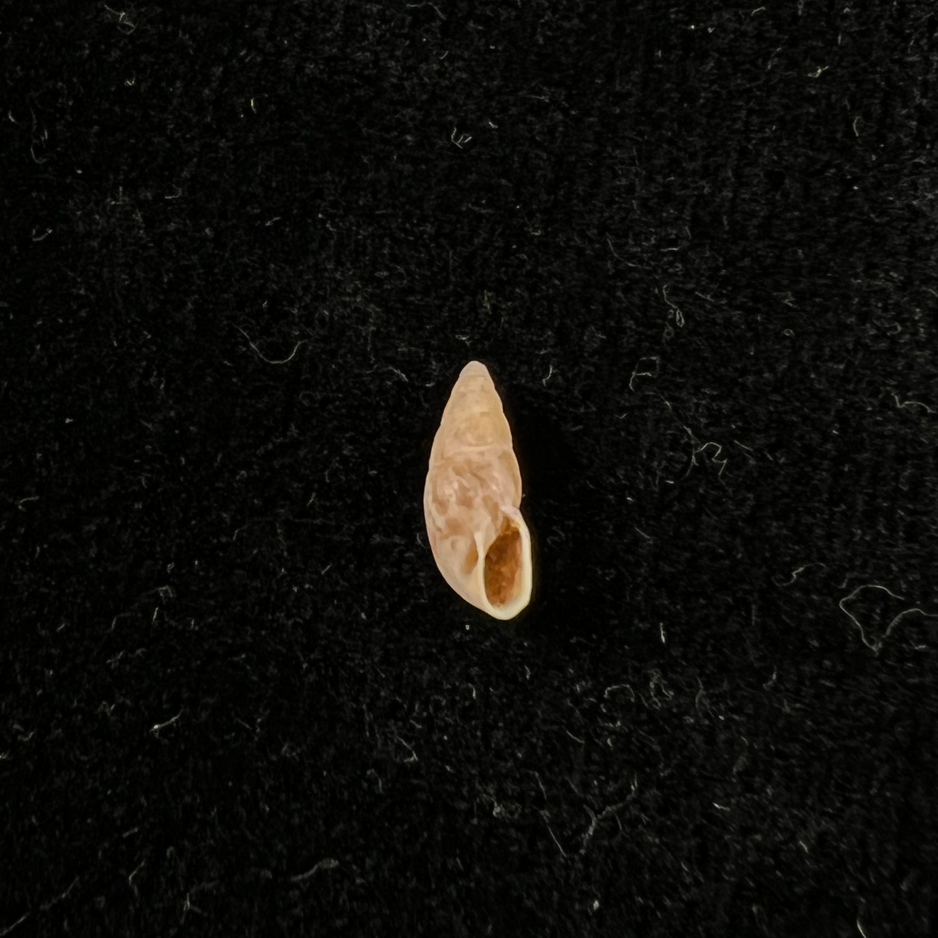 Stapafurdius glaber Simone, 2021 - 10,2mm