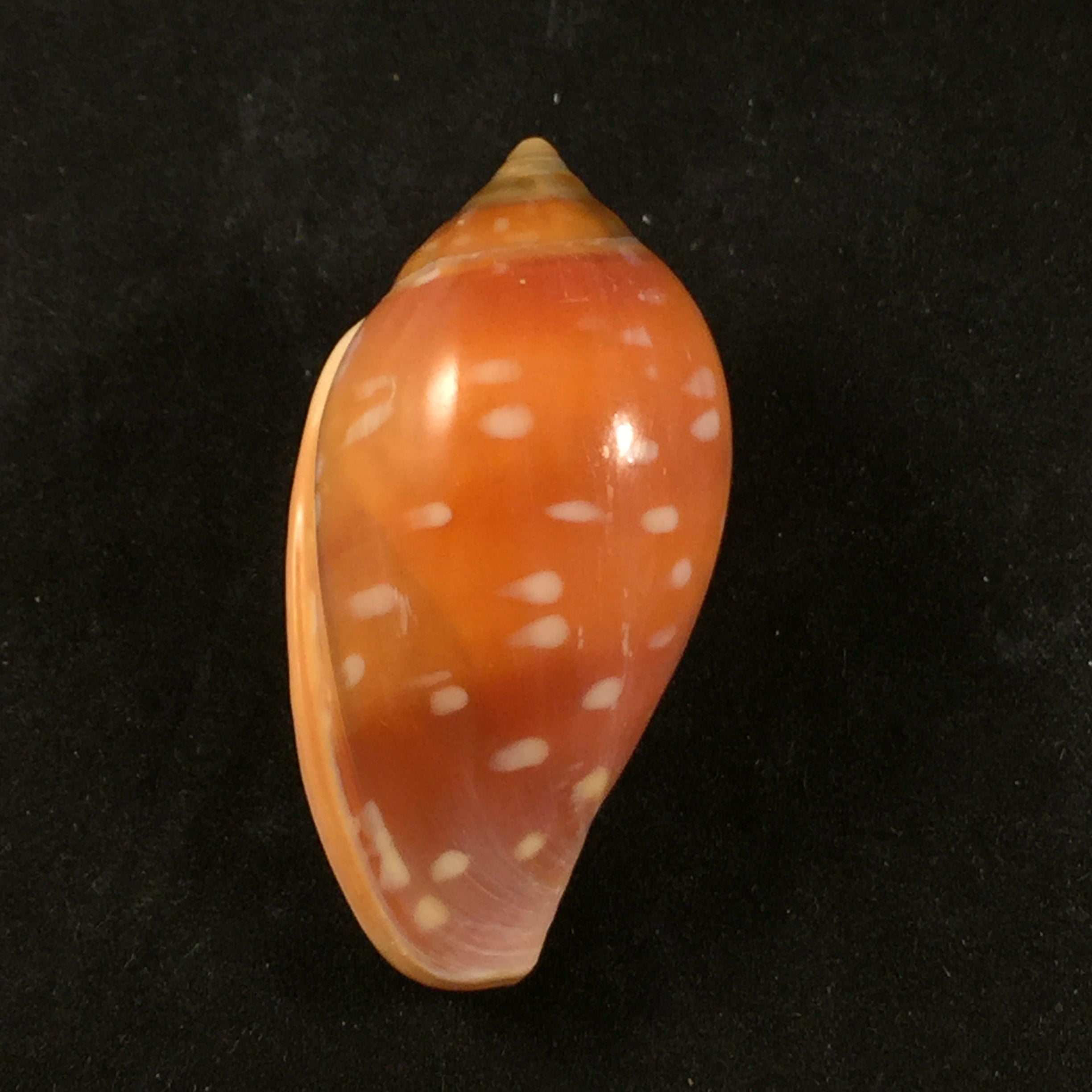 Marginella sebastiani Marche-Marchad & Rosso, 1979 - 51,8mm
