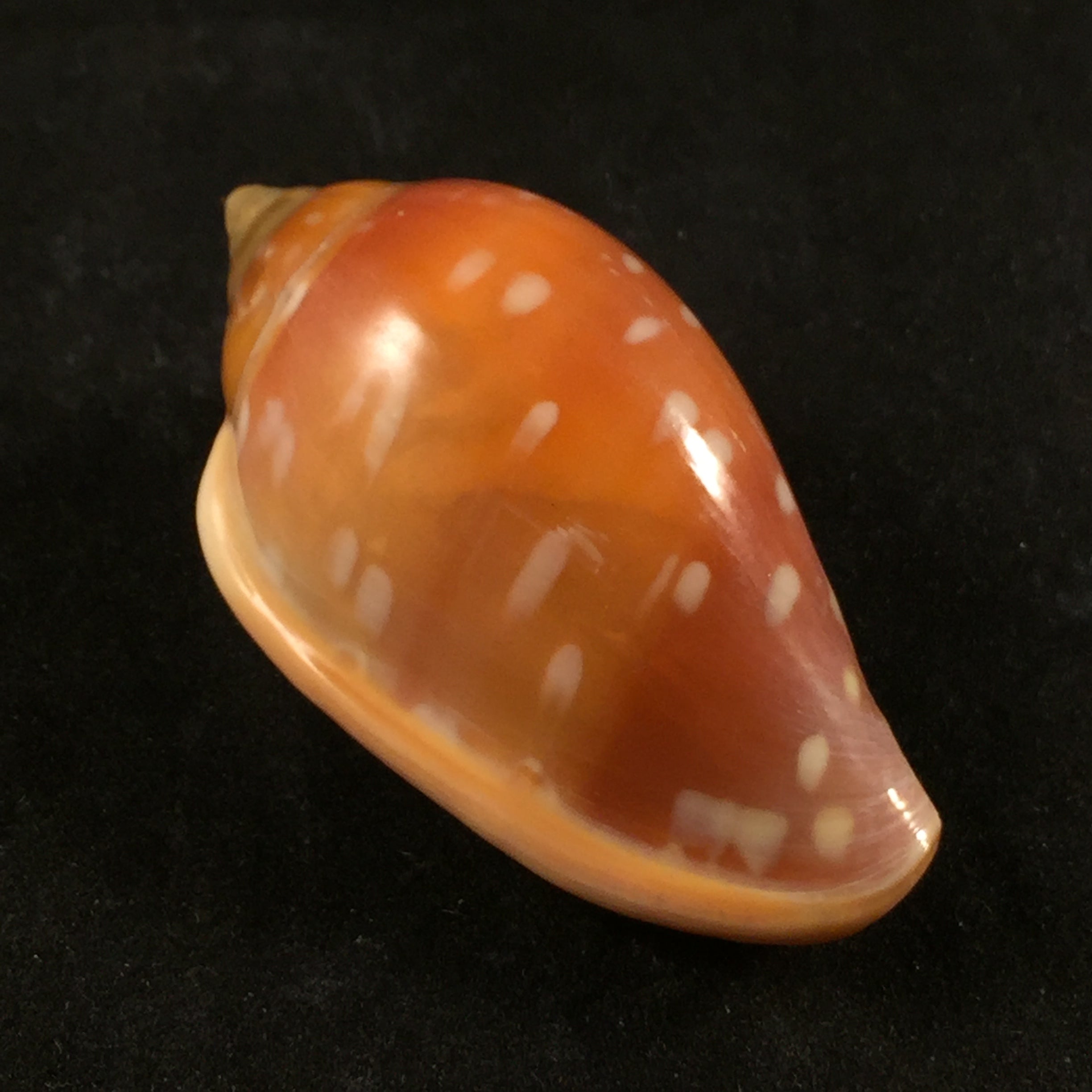 Marginella sebastiani Marche-Marchad & Rosso, 1979 - 51,8mm