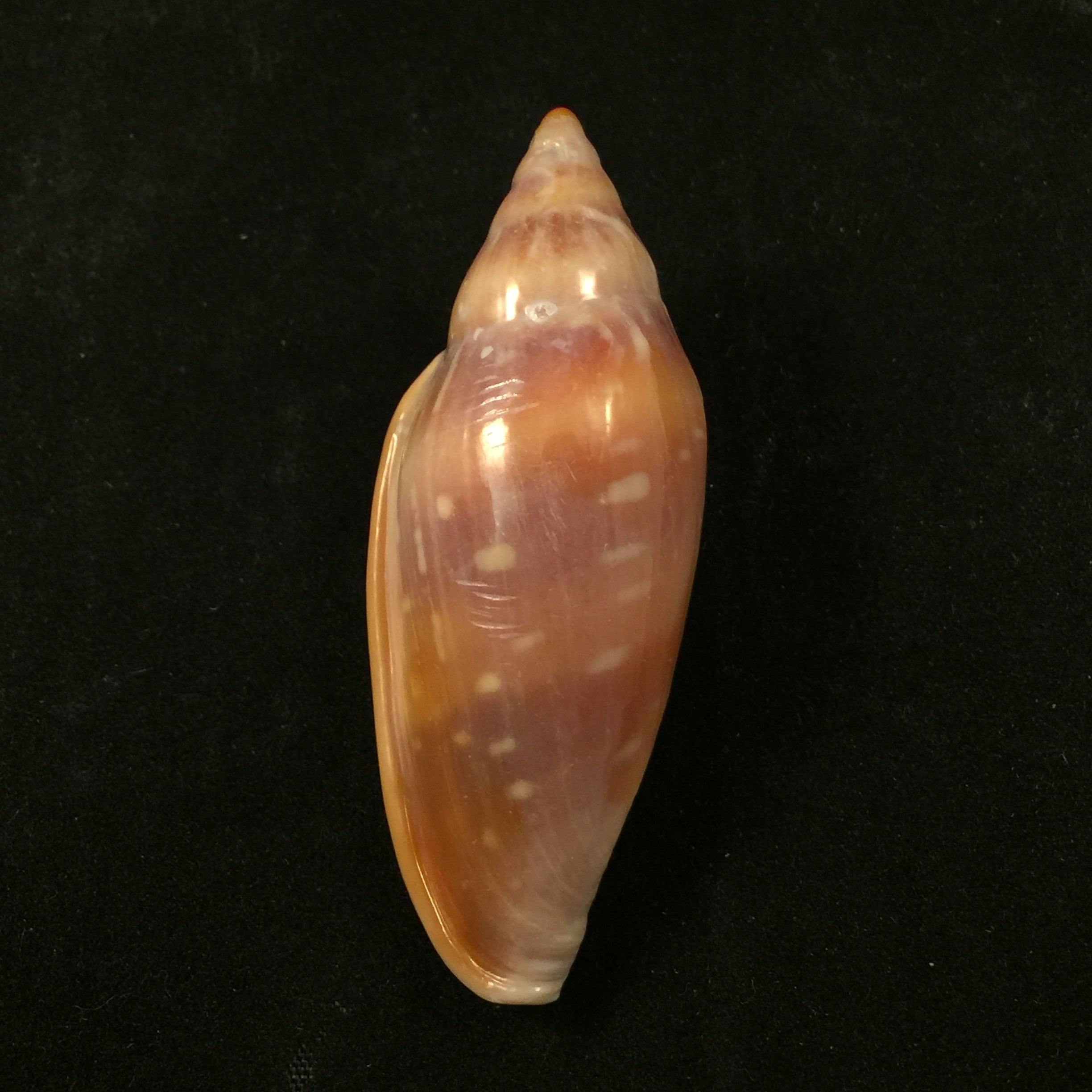 Marginella desjardini Marche-Marchad, 1957 - 61,8mm