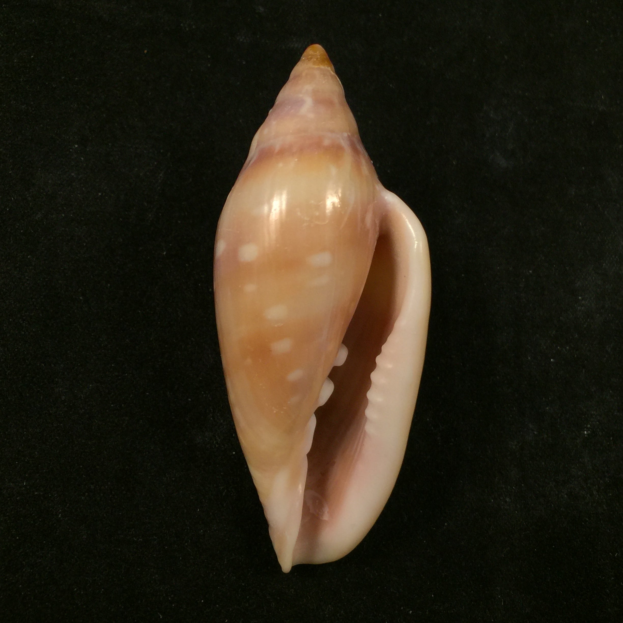 Marginella desjardini Marche-Marchad, 1957 - 61,8mm
