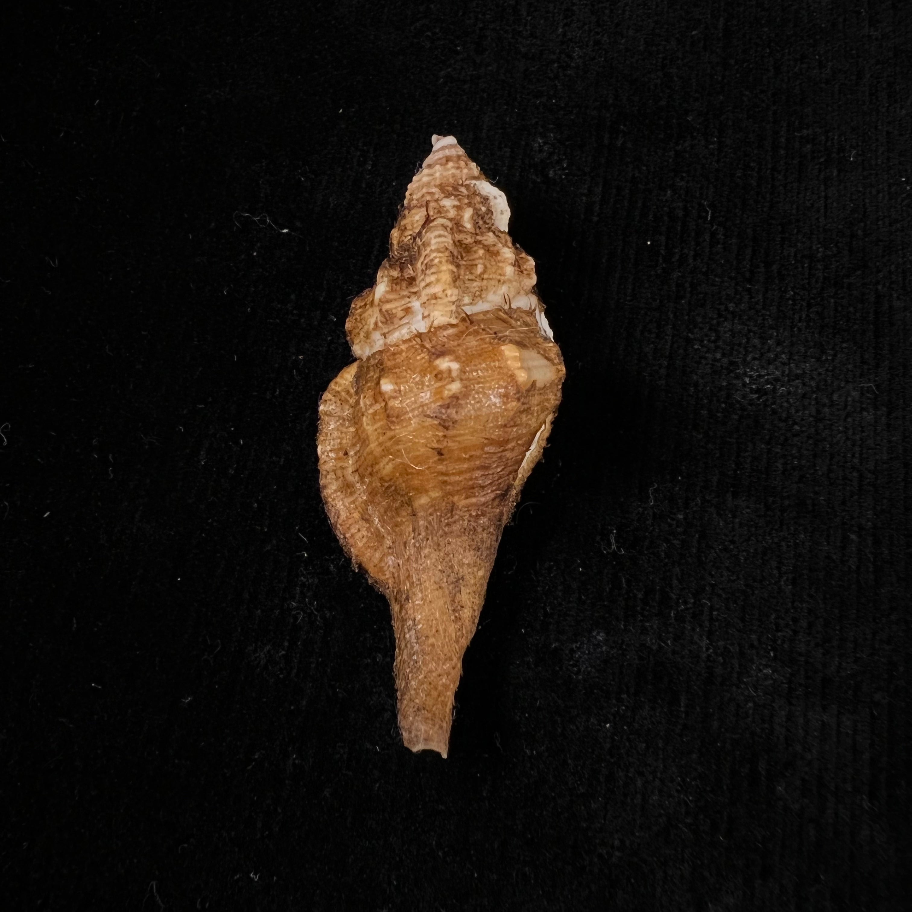 Cymatium (gutturnium) amictoideum Keen, 1971 - 56,5mm