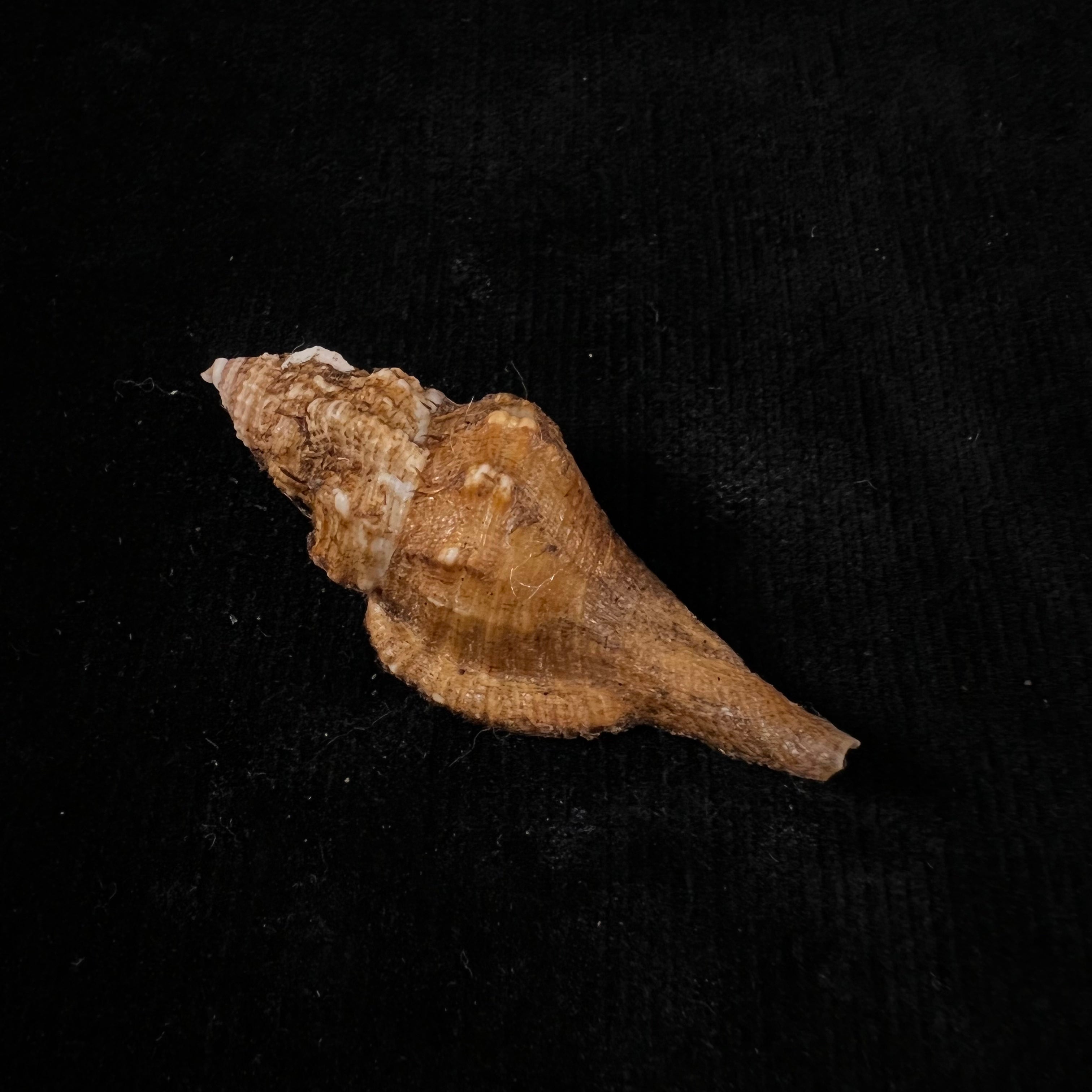 Cymatium (gutturnium) amictoideum Keen, 1971 - 56,5mm