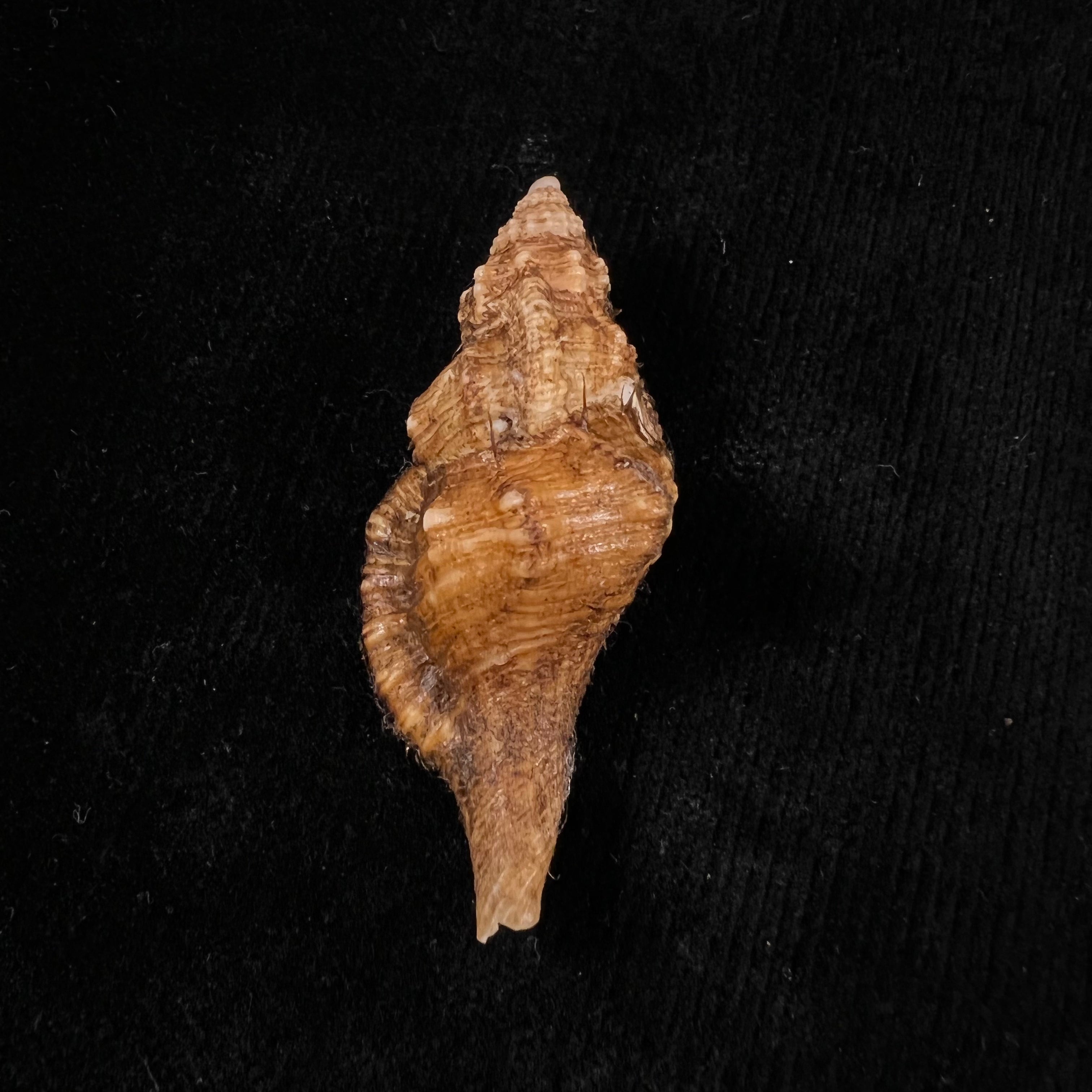 Cymatium (gutturnium) amictoideum Keen, 1971 - 55,2mm